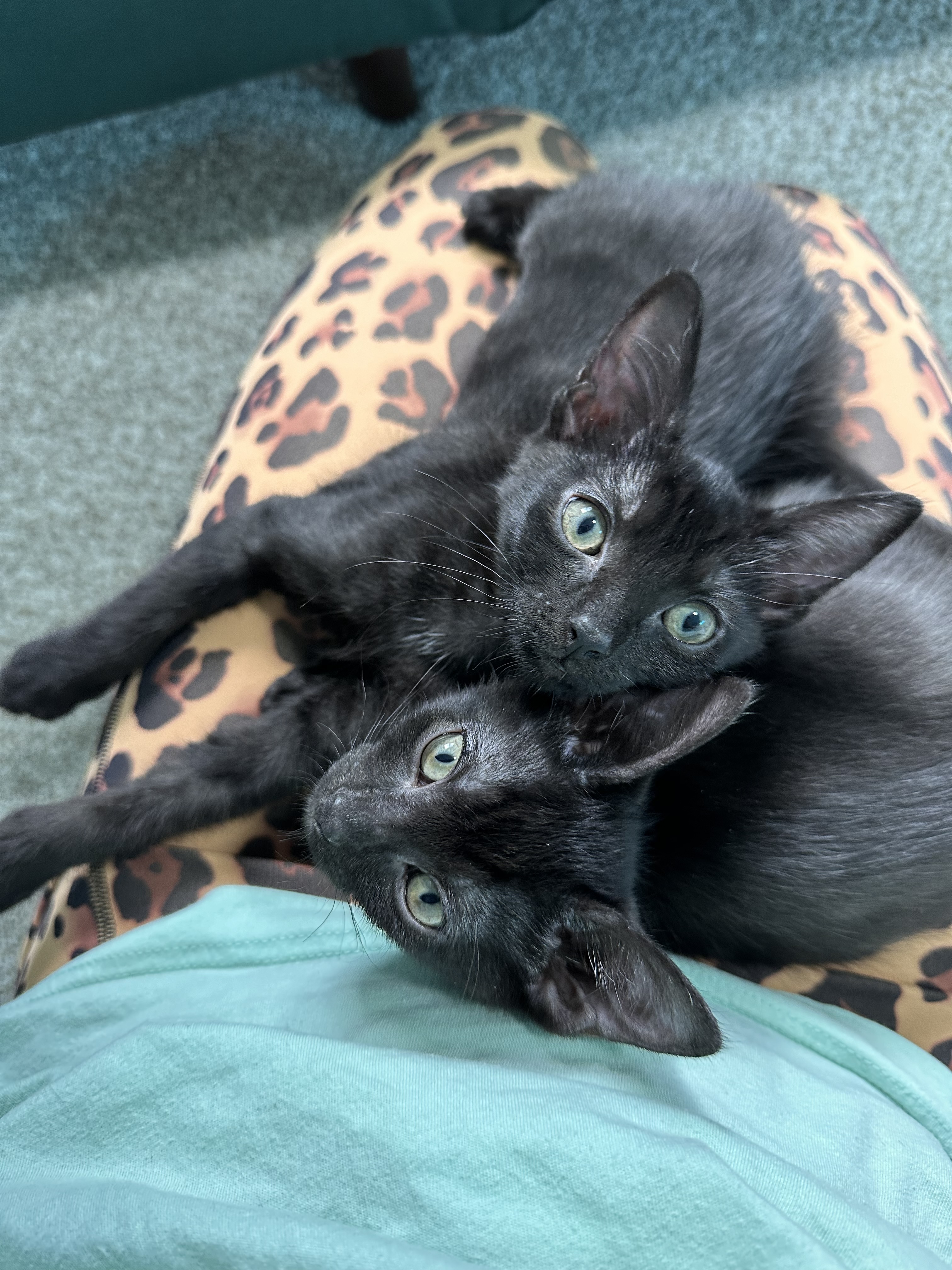 Enlarge Jade, a Adopted Domestic Short Hair in Lakewood, CO image 2/6