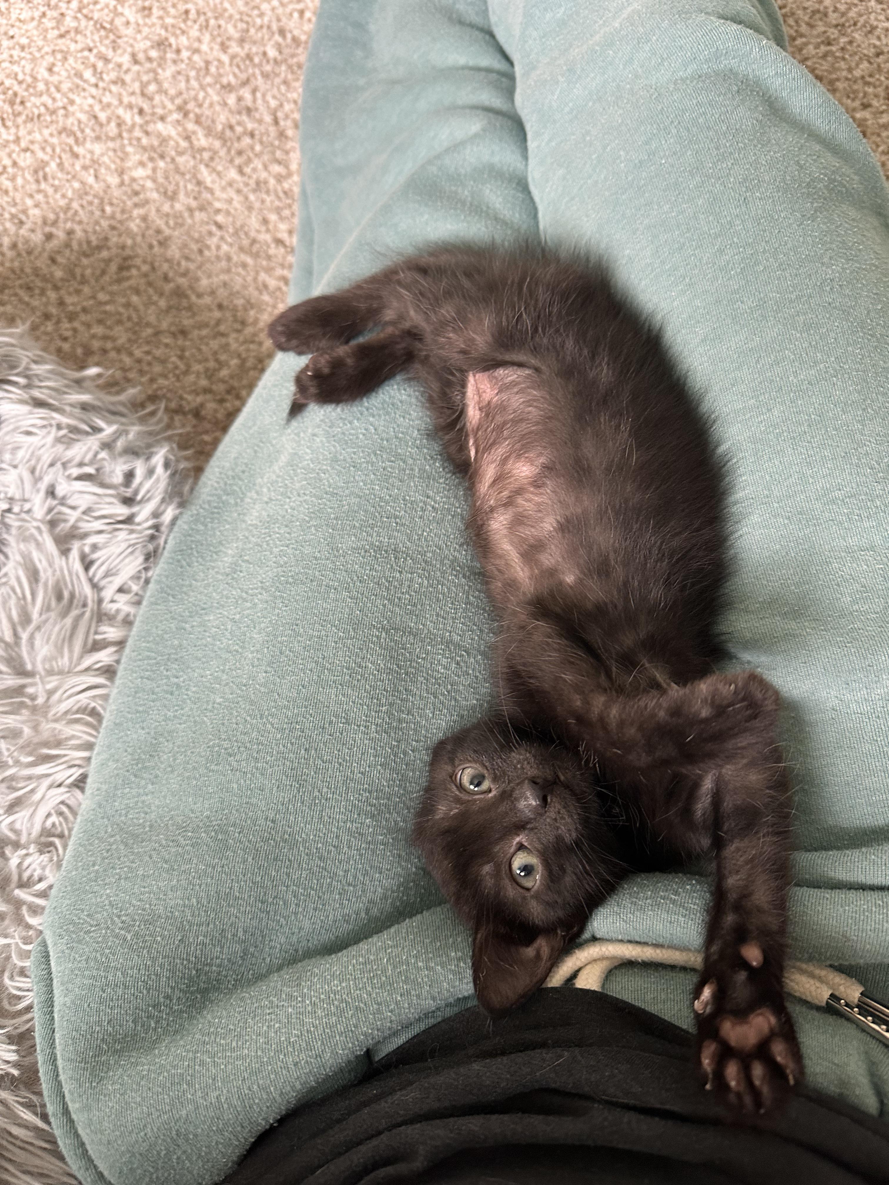 Enlarge Jade, a Adopted Domestic Short Hair in Lakewood, CO image 3/6