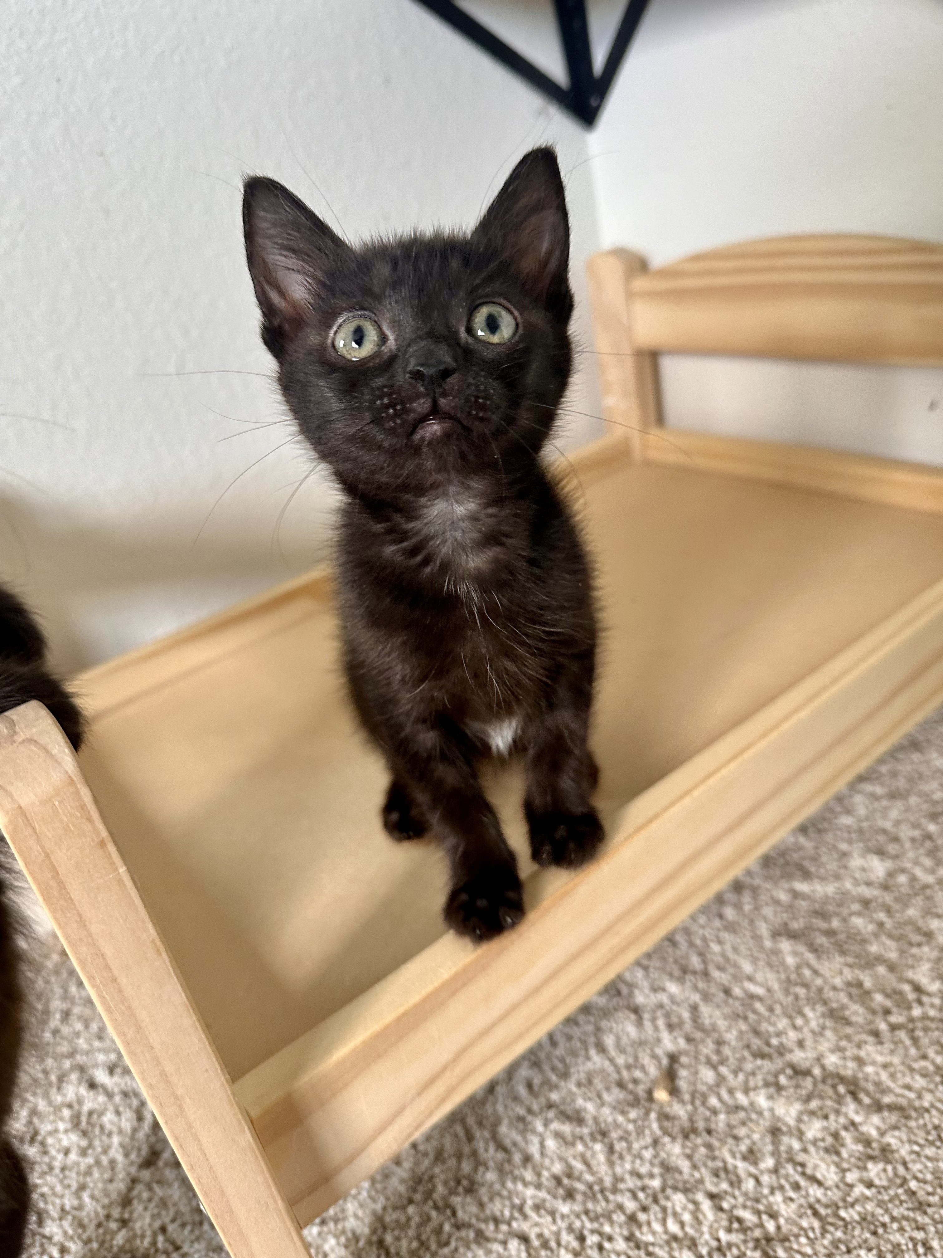 Jade, Adopted, Kitten Female Domestic Short Hair.