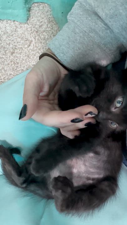 Enlarge Jade, a Adopted Domestic Short Hair in Lakewood, CO video 5/6