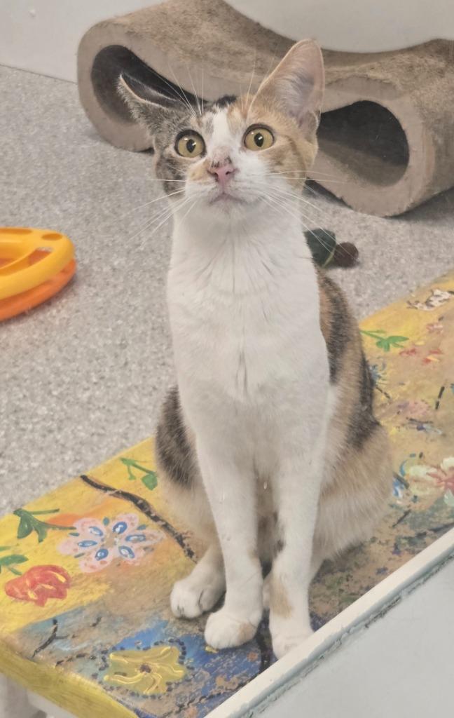 Clover, a Adoptable mixed breed in Viroqua, WI image 1/6