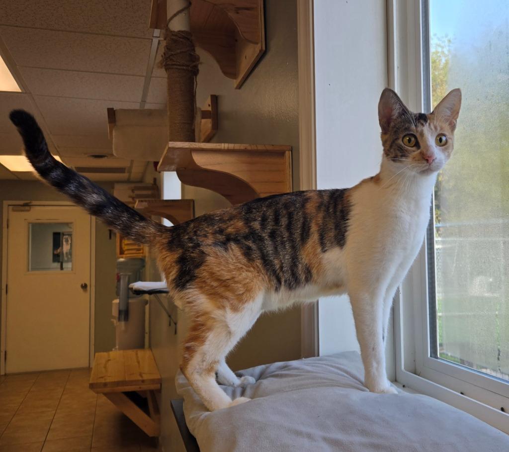 Clover, a Adoptable mixed breed in Viroqua, WI image 2/6