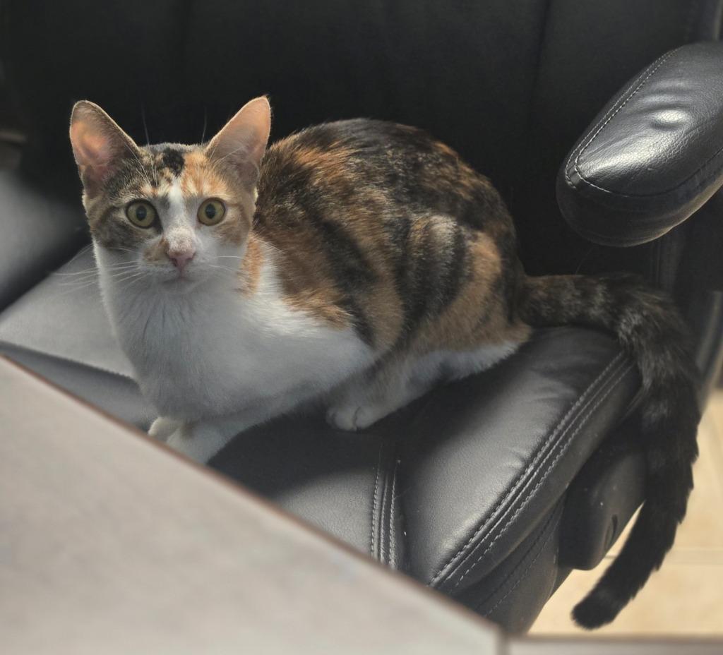 Clover, a Adoptable mixed breed in Viroqua, WI image 3/6