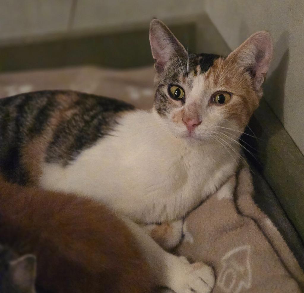 Clover, a Adoptable mixed breed in Viroqua, WI image 4/6