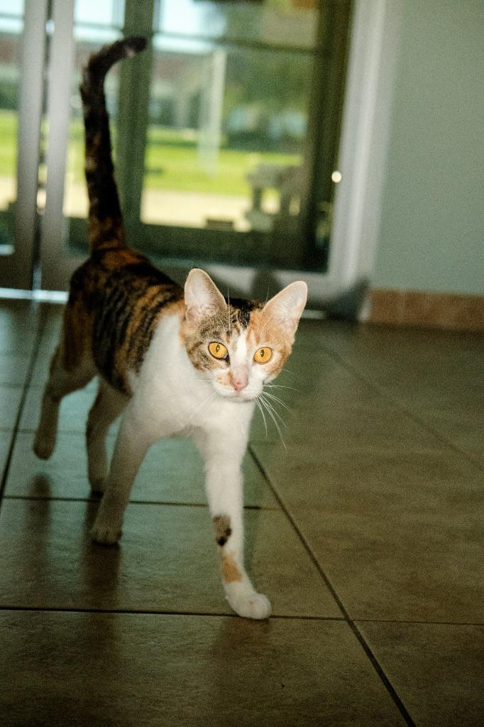 Clover, a Adoptable mixed breed in Viroqua, WI image 5/6