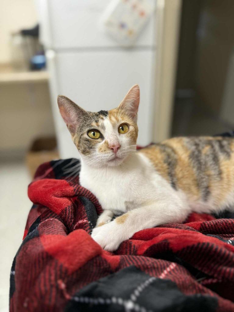 Clover, a Adoptable mixed breed in Viroqua, WI image 6/6