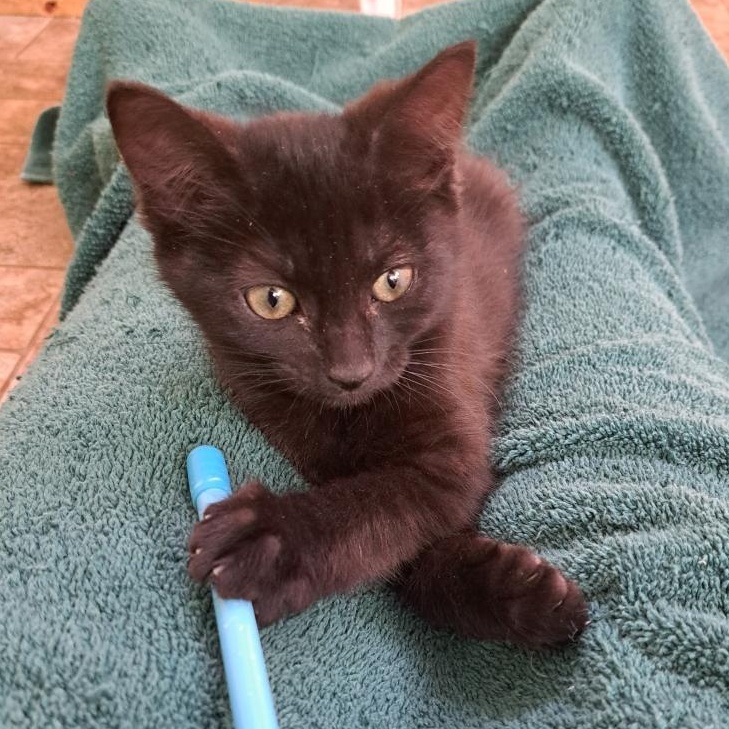 Boba, Baby Female Domestic Medium Hair