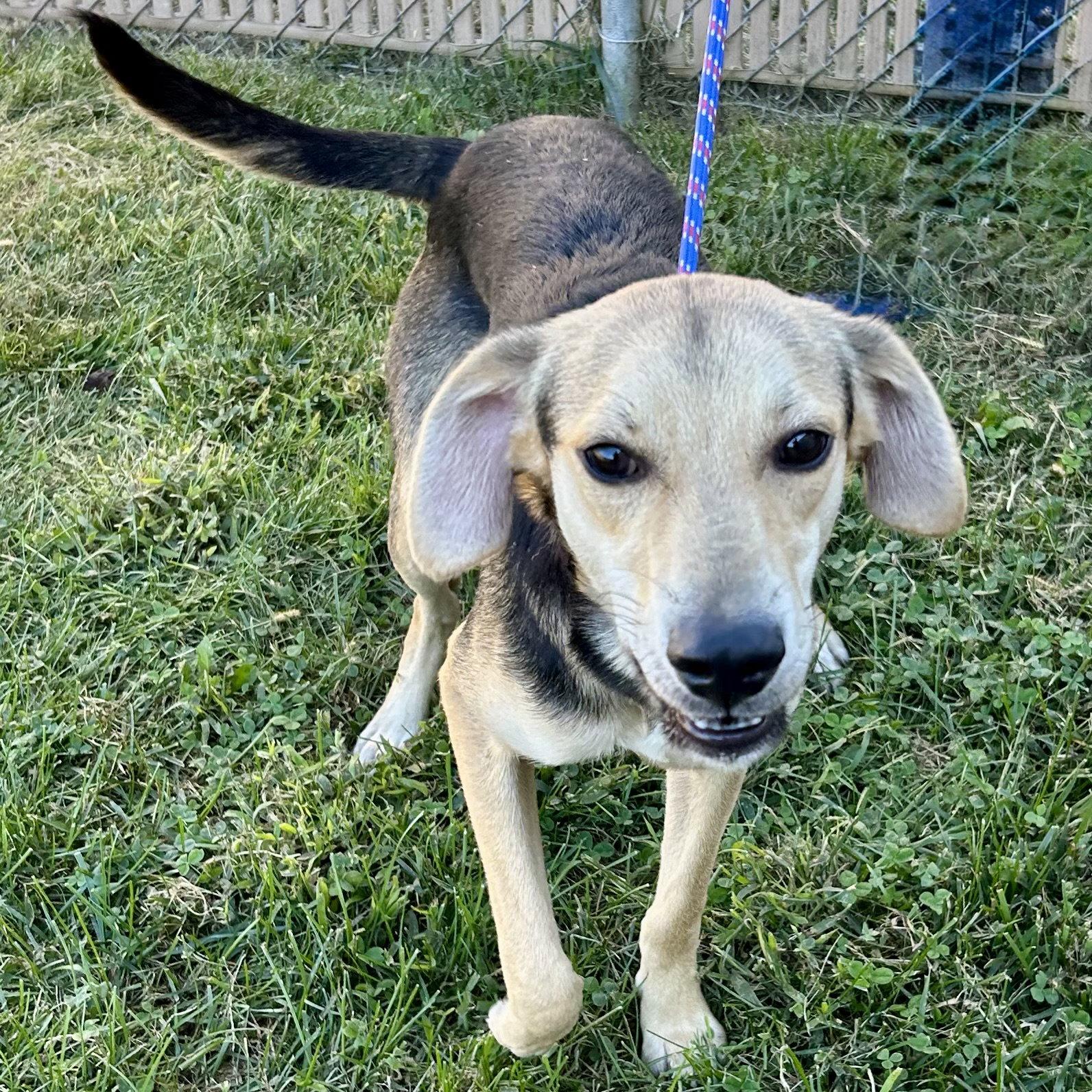 Ravioli, Adoptable, Young Male Beagle & Whippet.