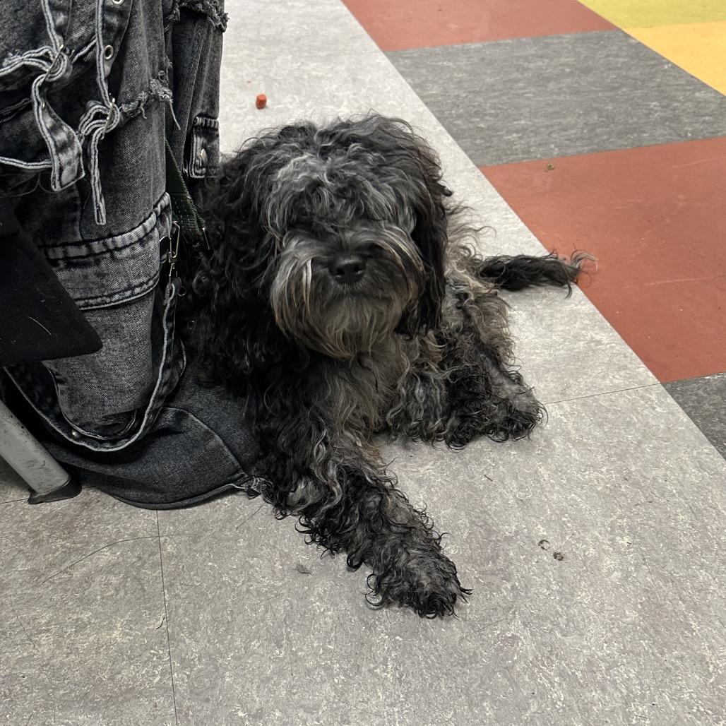 Winnie (fka Licorice), Adoptable, Young Female Mixed Breed.