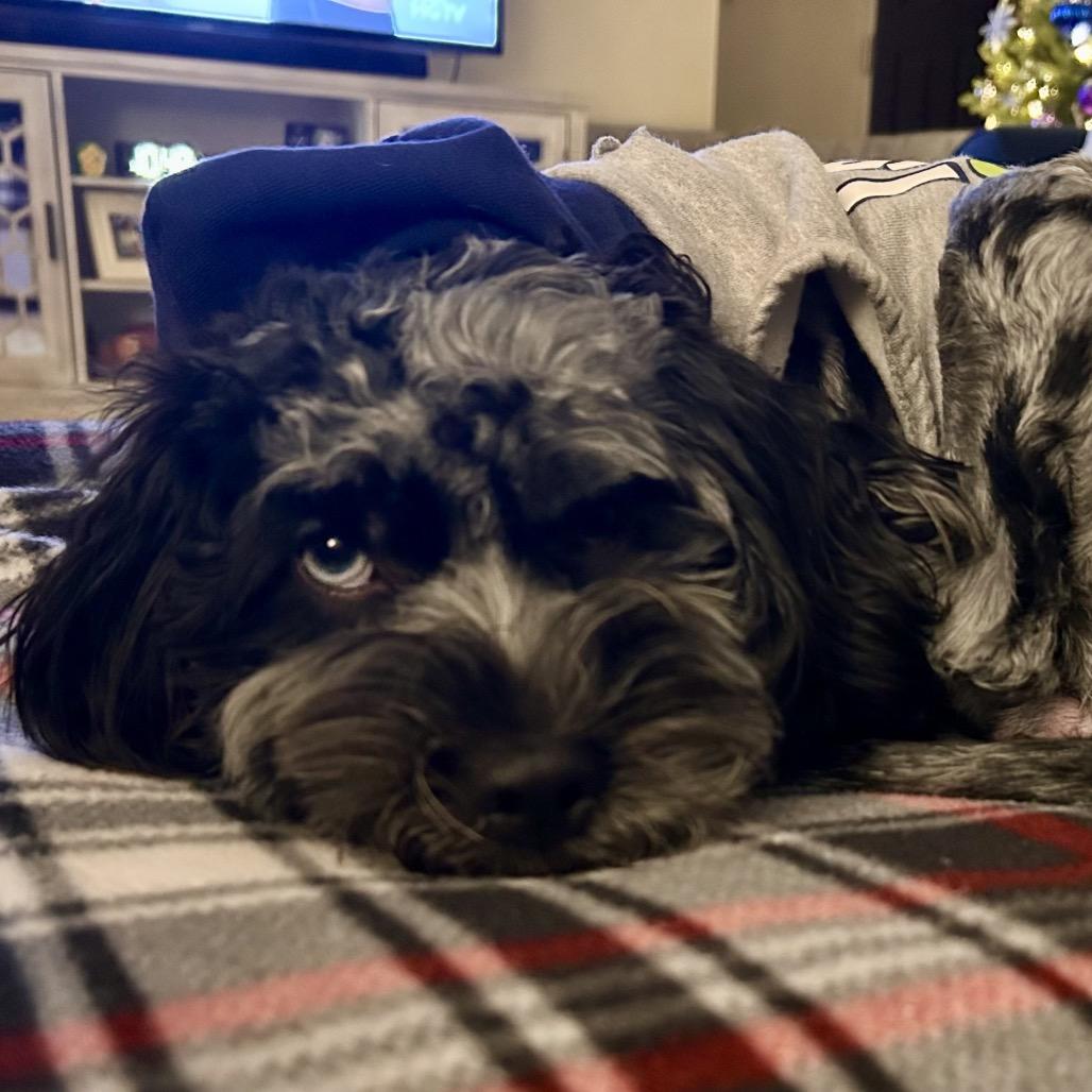 Enlarge Winnie (fka Licorice), a Adoptable Mixed Breed in Sinking Spring, PA image 2/5