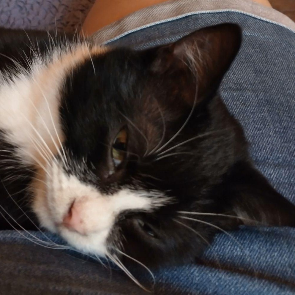 ALEX & FOO-FOO - SWEET & LOVEABLE BONDED PAIR