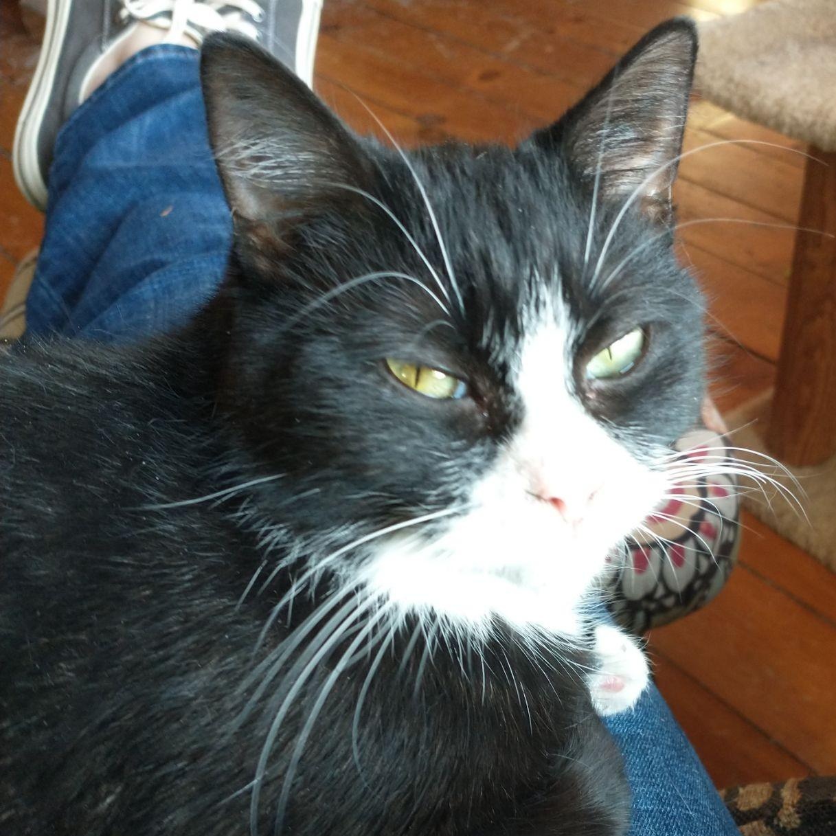 ALEX & FOO-FOO - SWEET & LOVEABLE BONDED PAIR