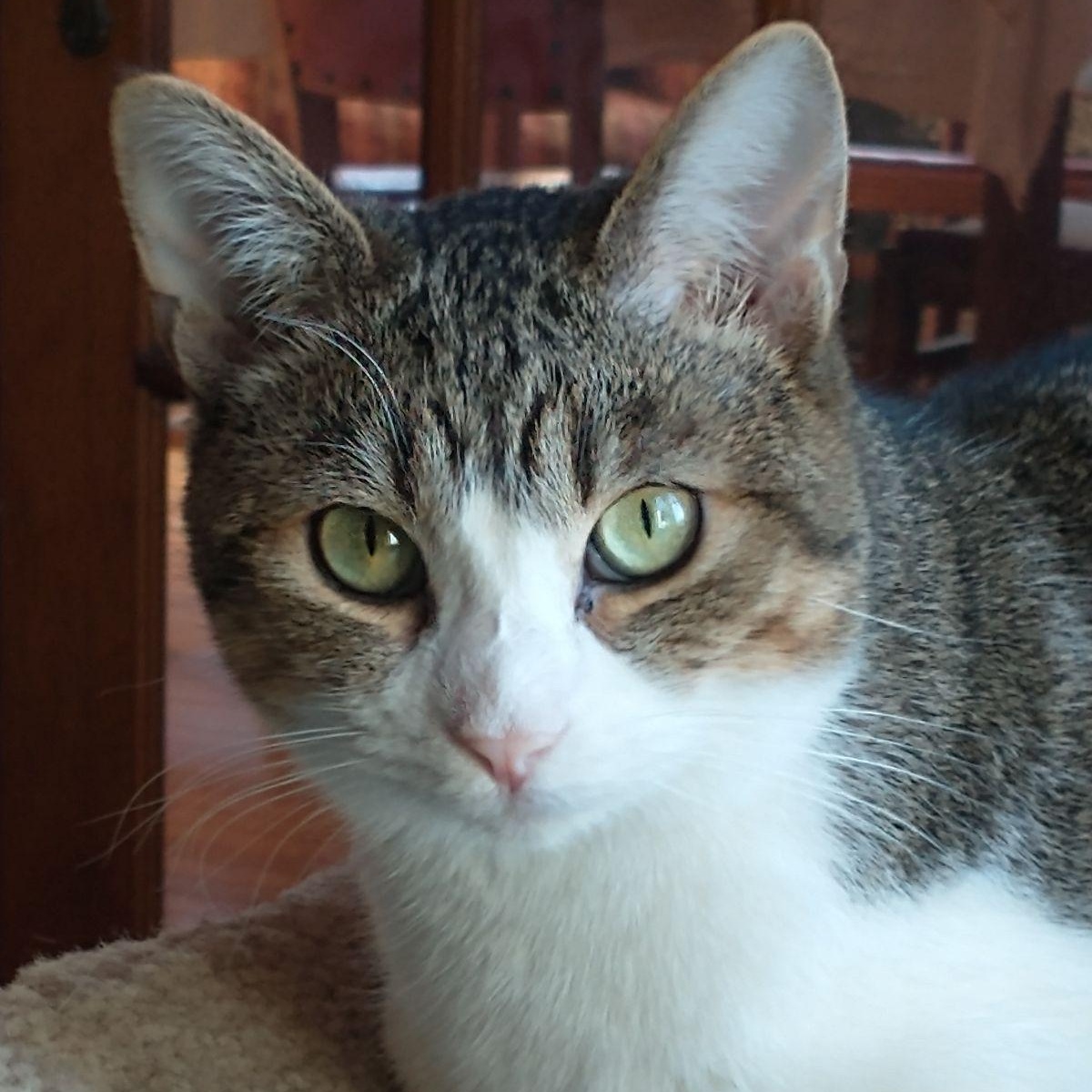 ALEX & FOO-FOO - SWEET & LOVEABLE BONDED PAIR