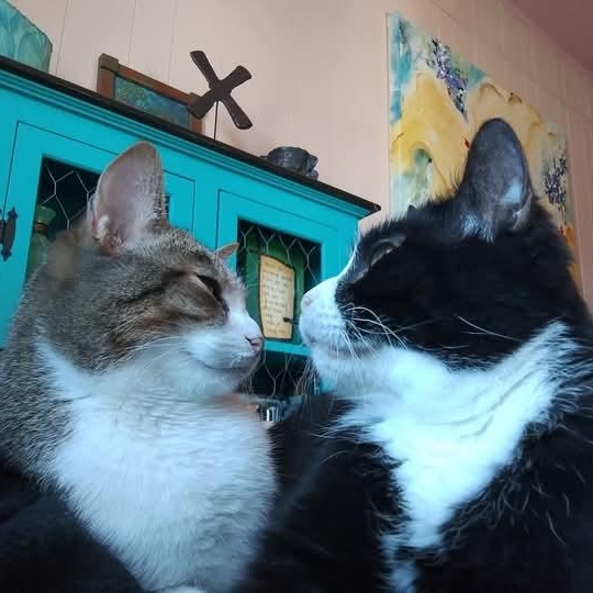 ALEX & FOO-FOO - SWEET & LOVEABLE BONDED PAIR