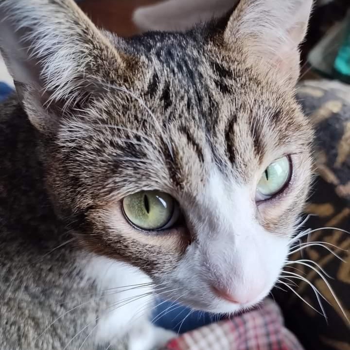 ALEX & FOO-FOO - SWEET & LOVEABLE BONDED PAIR