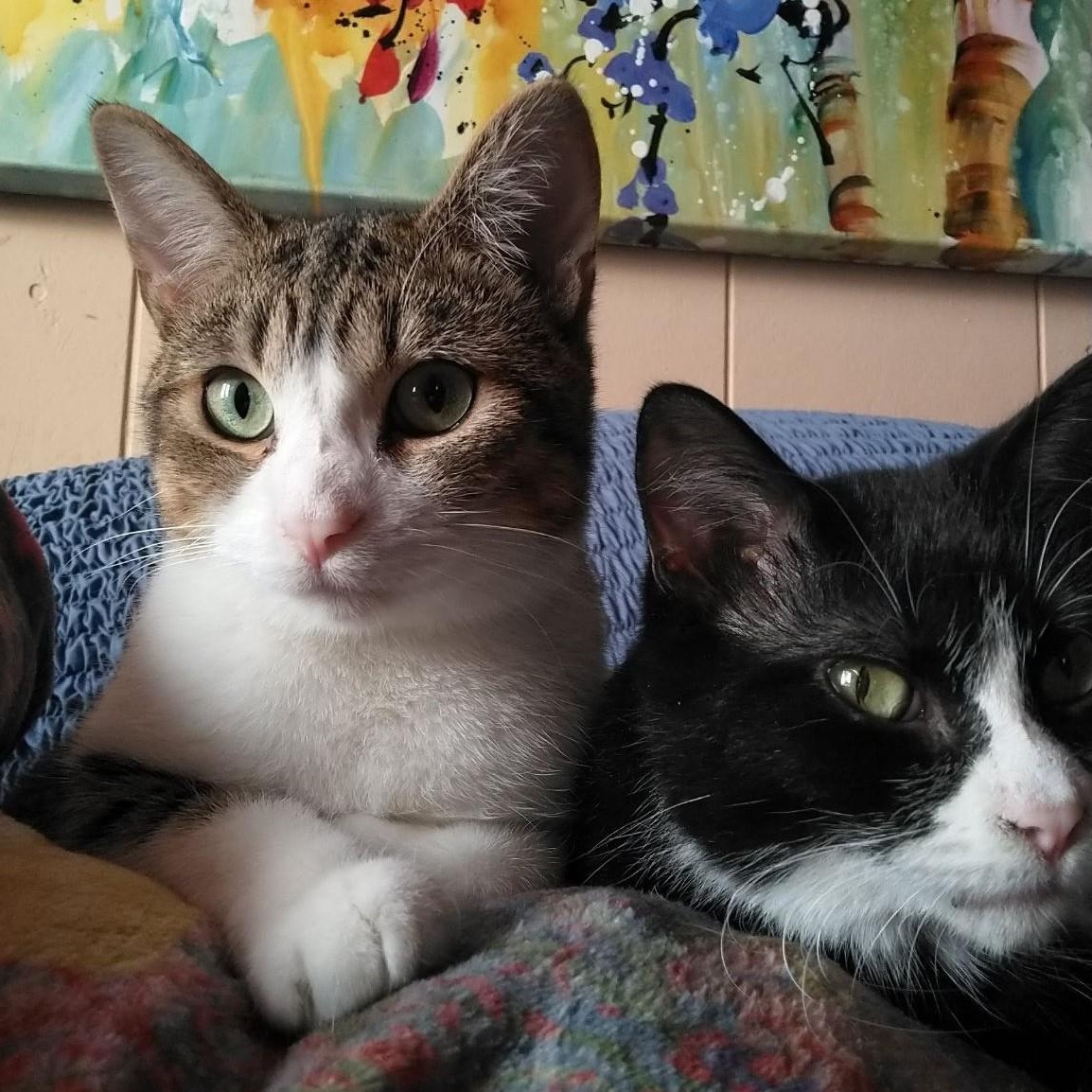 ALEX & FOO-FOO - SWEET & LOVEABLE BONDED PAIR