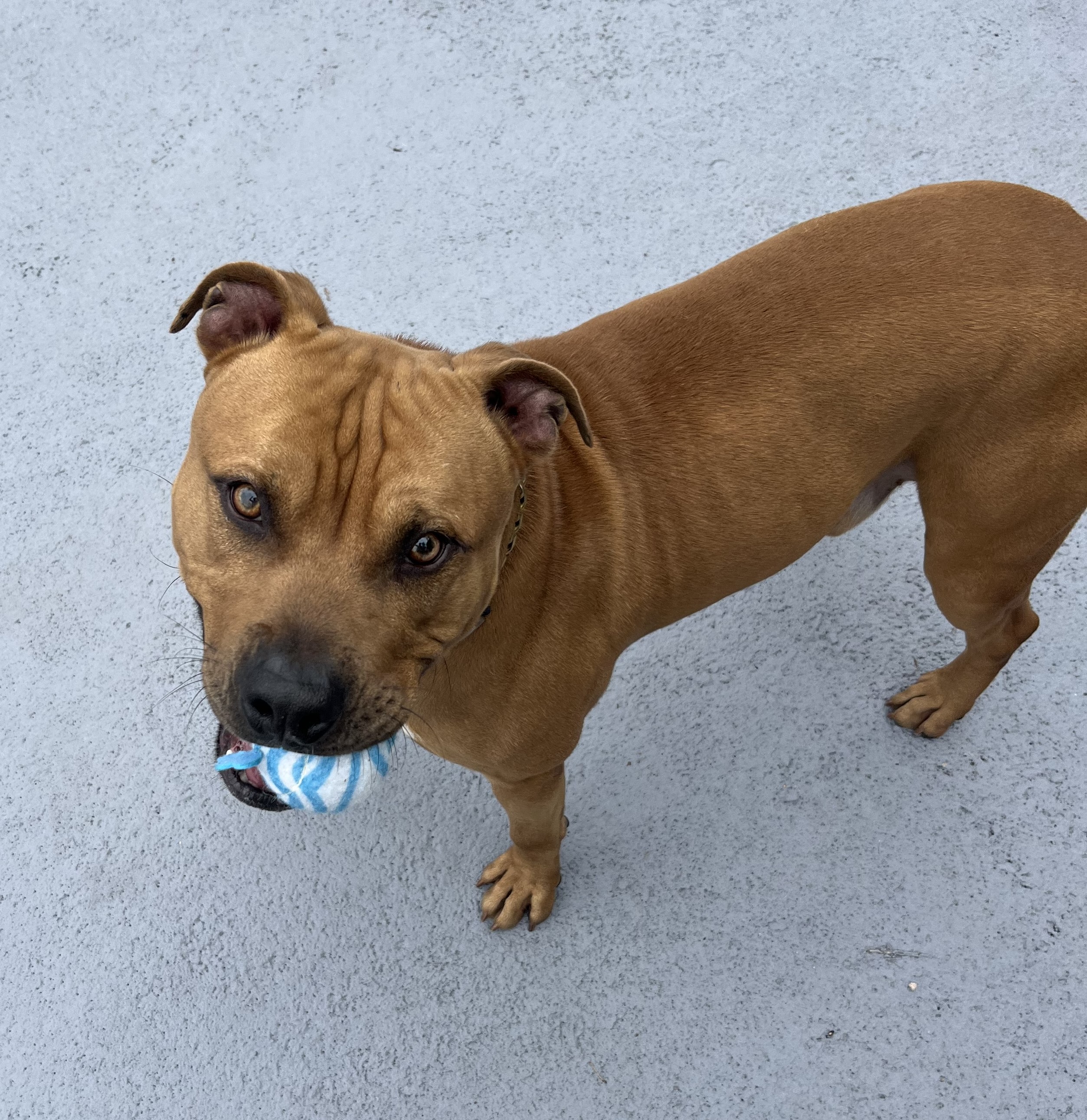 Enlarge Zoro, a Adoptable mixed breed in Plainfield, NJ image 3/5