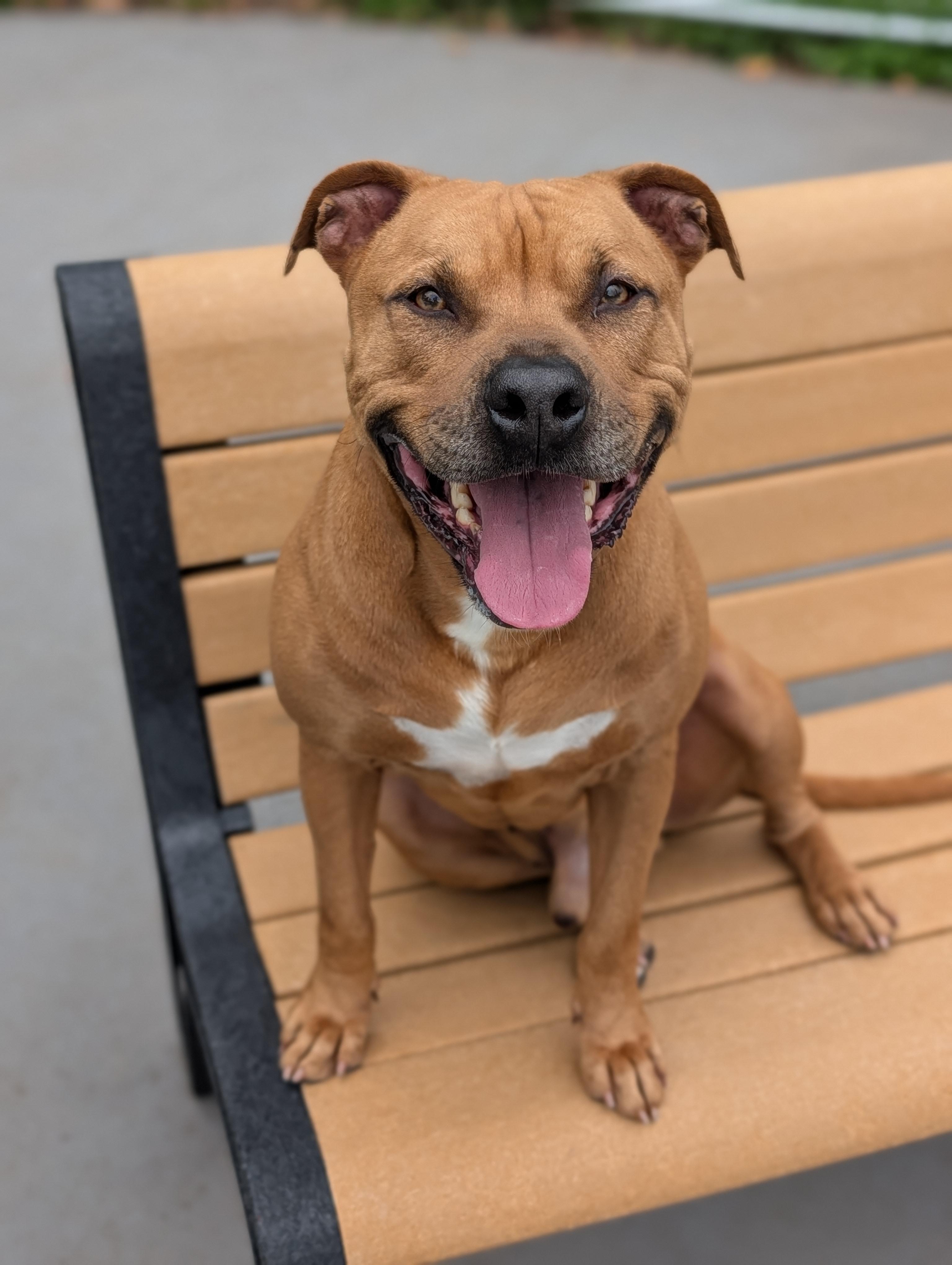 Zoro, Adoptable, Adult Male American Staffordshire Terrier.