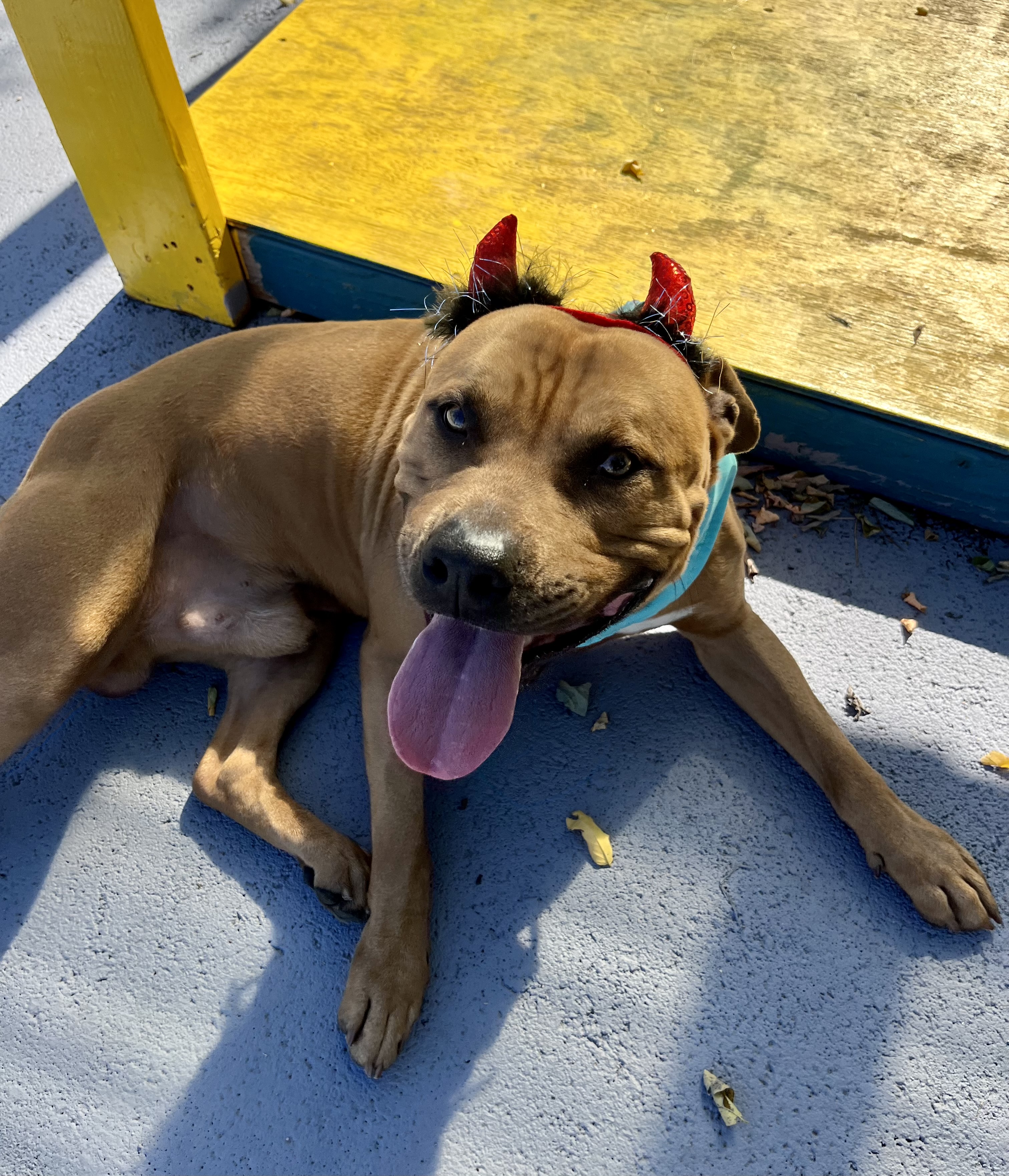 Enlarge Zoro, a Adoptable mixed breed in Plainfield, NJ image 5/5