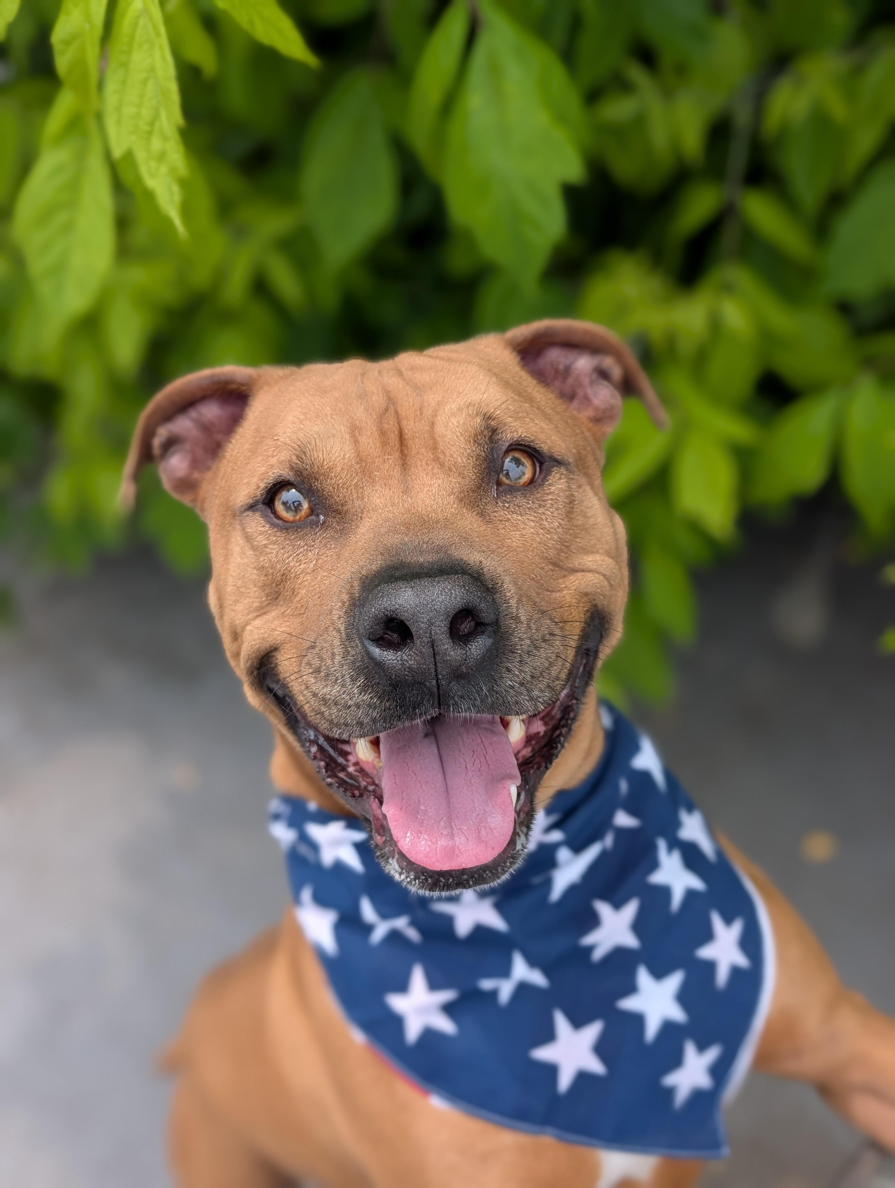 Enlarge Zoro, a Adoptable mixed breed in Plainfield, NJ image 1/5