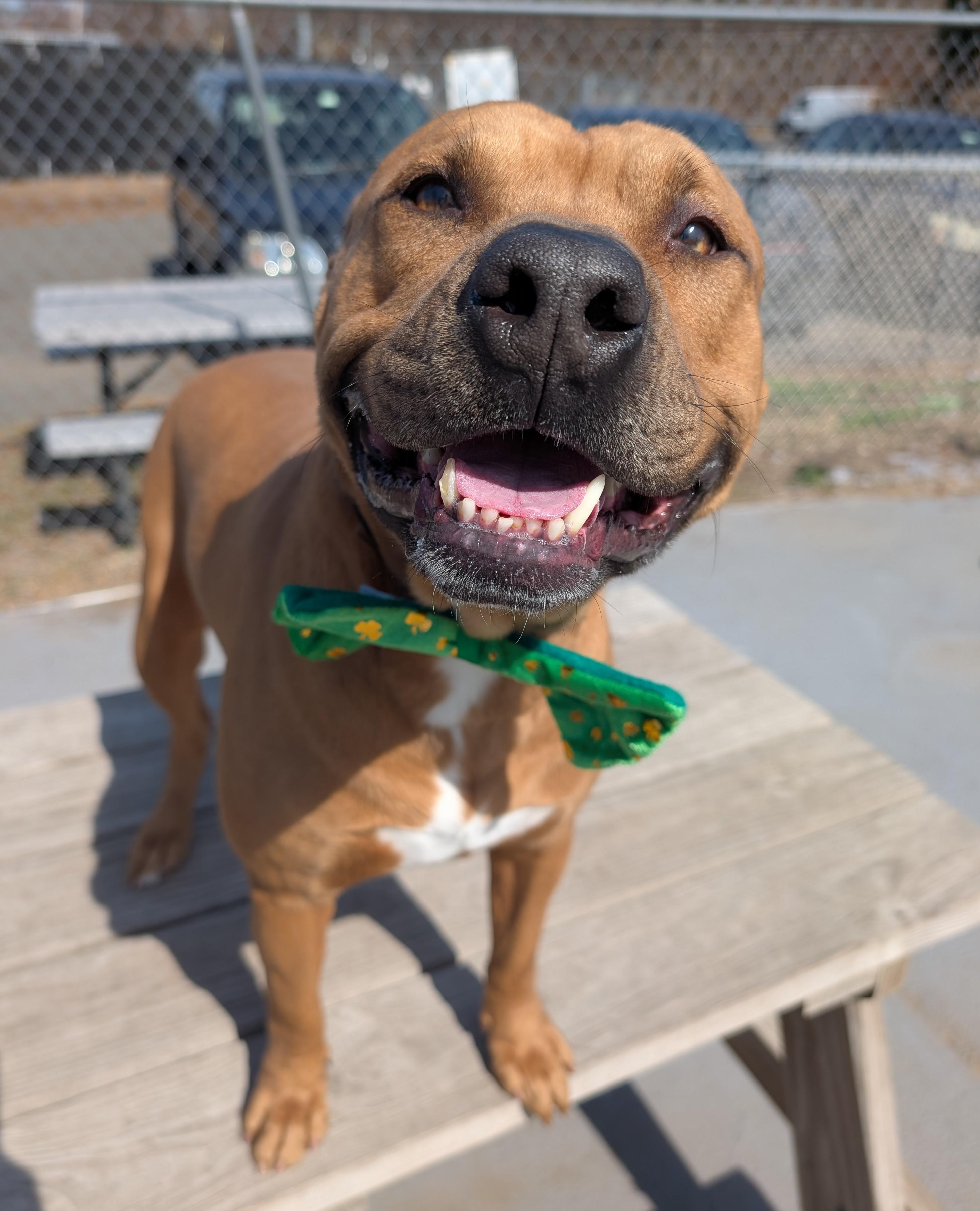 Enlarge Zoro, a Adoptable mixed breed in Plainfield, NJ image 2/5