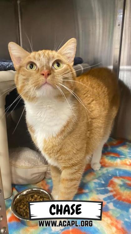 Enlarge Chase, a Adoptable Domestic Short Hair in Ashtabula, OH image 1/1