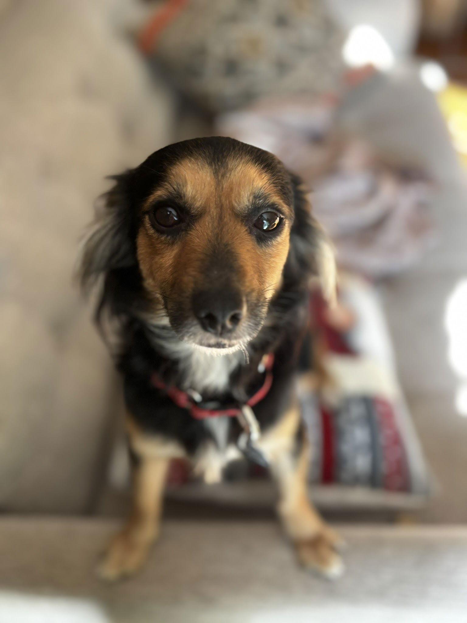 Enlarge Tails - NO LONGER ACCEPTING APPLICATIONS!, a Adoptable Dachshund in Arlington, VA image 1/3