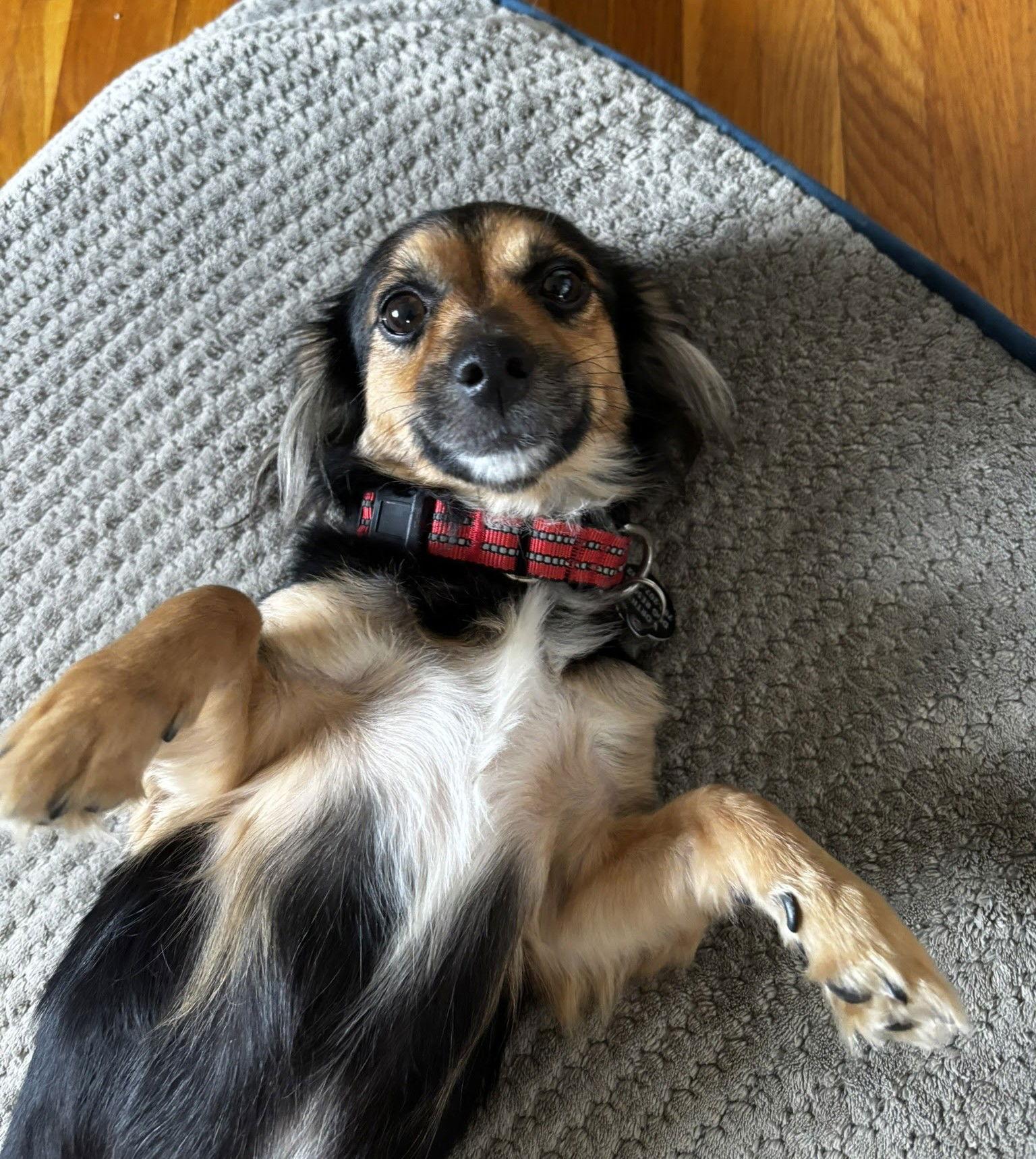 Enlarge Tails - NO LONGER ACCEPTING APPLICATIONS!, a Adoptable Dachshund in Arlington, VA image 2/3