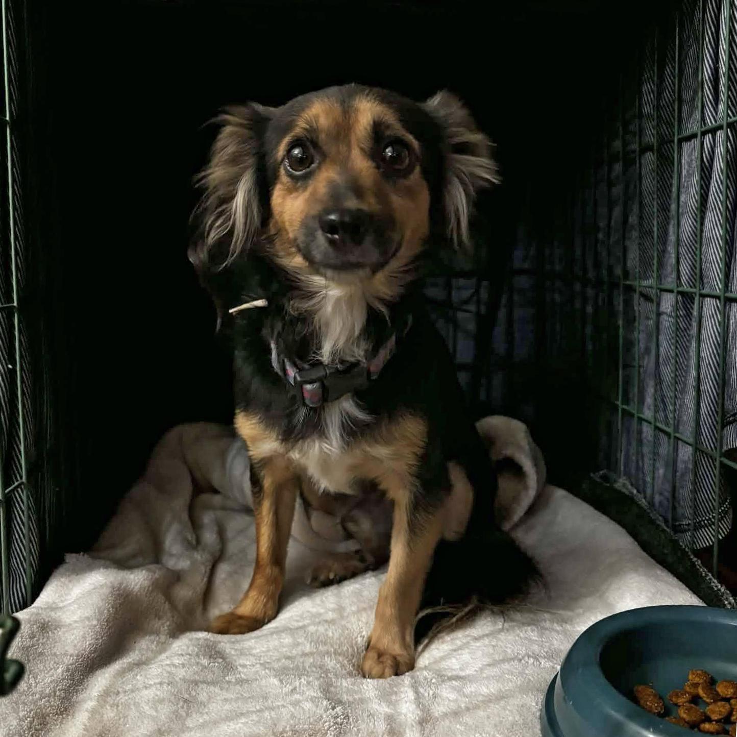 Enlarge Tails - NO LONGER ACCEPTING APPLICATIONS!, a Adoptable Dachshund in Arlington, VA image 3/3