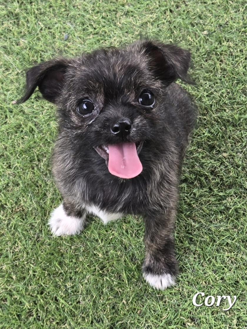 Cory, an adopted mixed breed in Temple, TX image 3/3