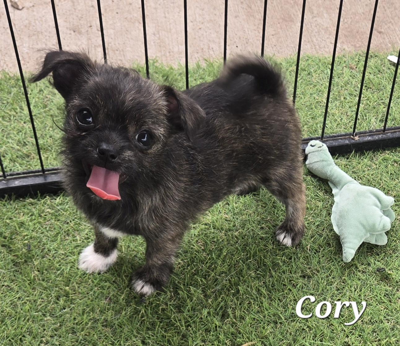 Cory, an adopted mixed breed in Temple, TX image 2/3
