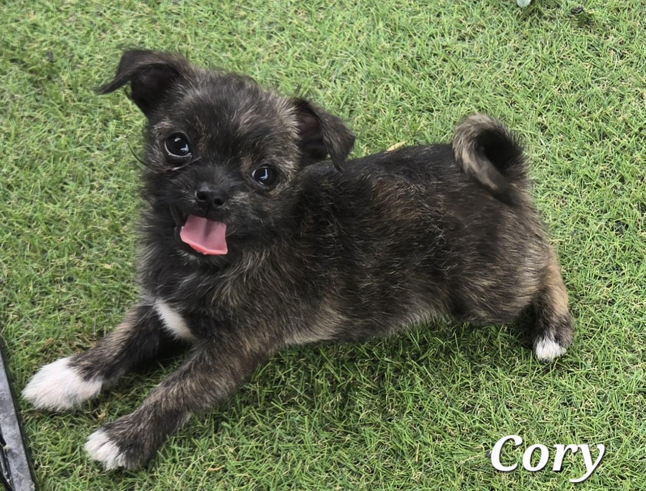 Cory, adopted, Puppy Male Miniature Schnauzer & Chihuahua.