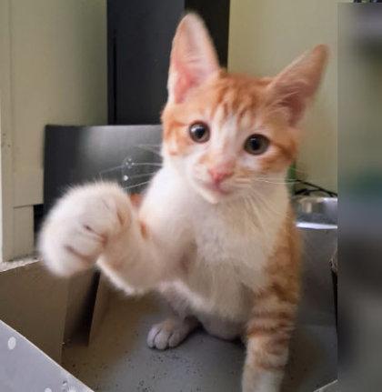 Rusty Diamond - adopt with Ramsey, Adoptable, Kitten Female Domestic Short Hair & Domestic Short Hair.