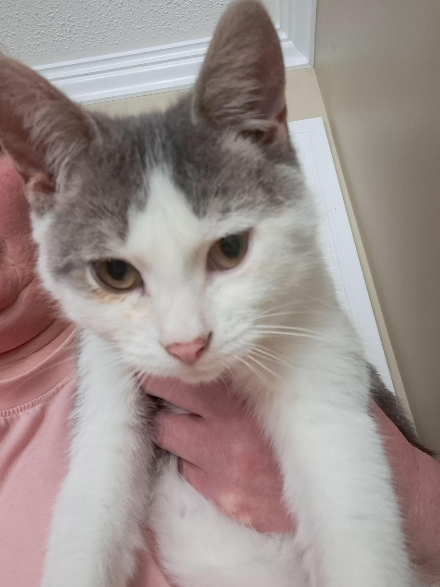 Oswald, an adoptable Domestic Short Hair in Spencerville, ON, K0E 1X0 | Photo Image 2