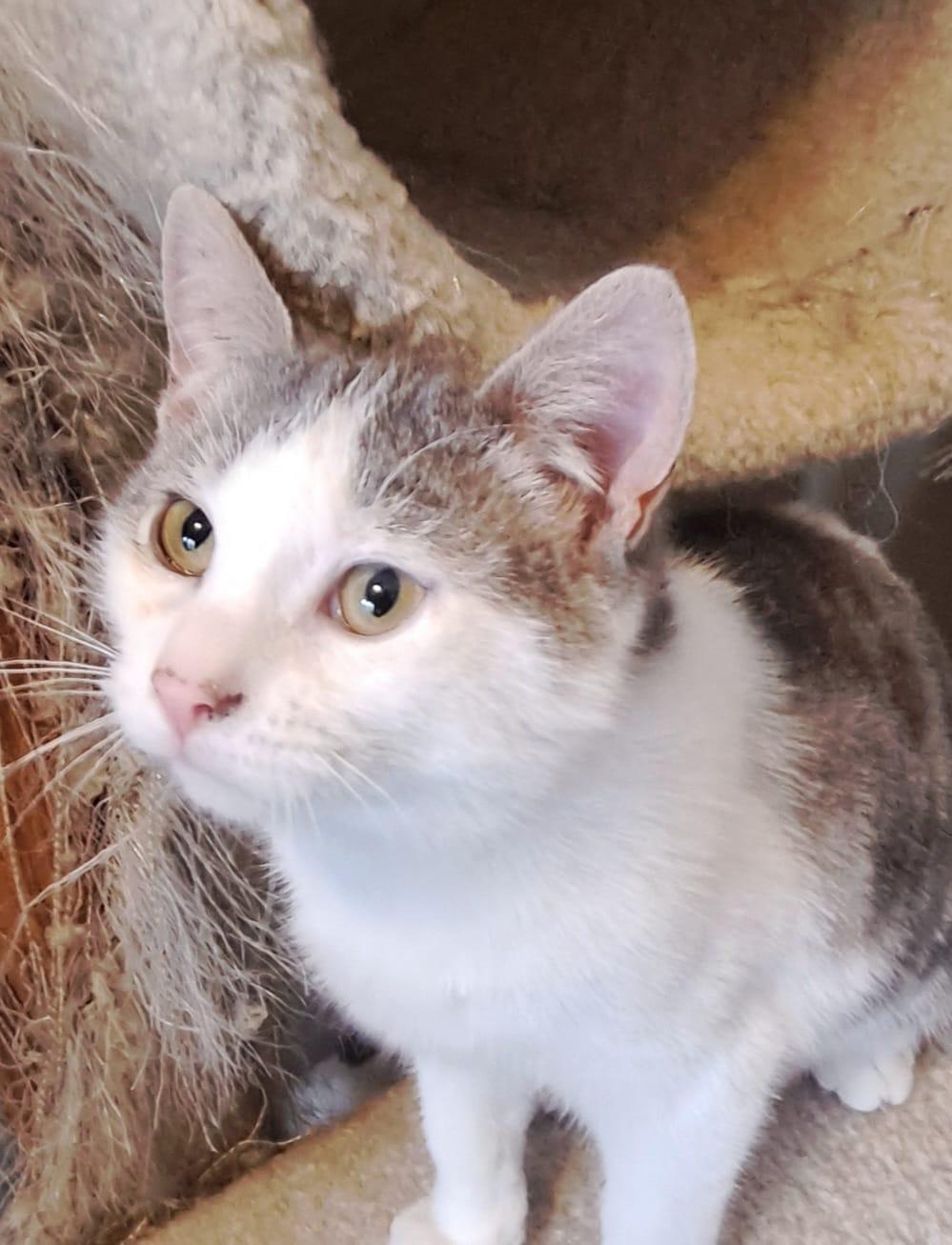 Oswald, an adoptable Domestic Short Hair in Spencerville, ON, K0E 1X0 | Photo Image 4