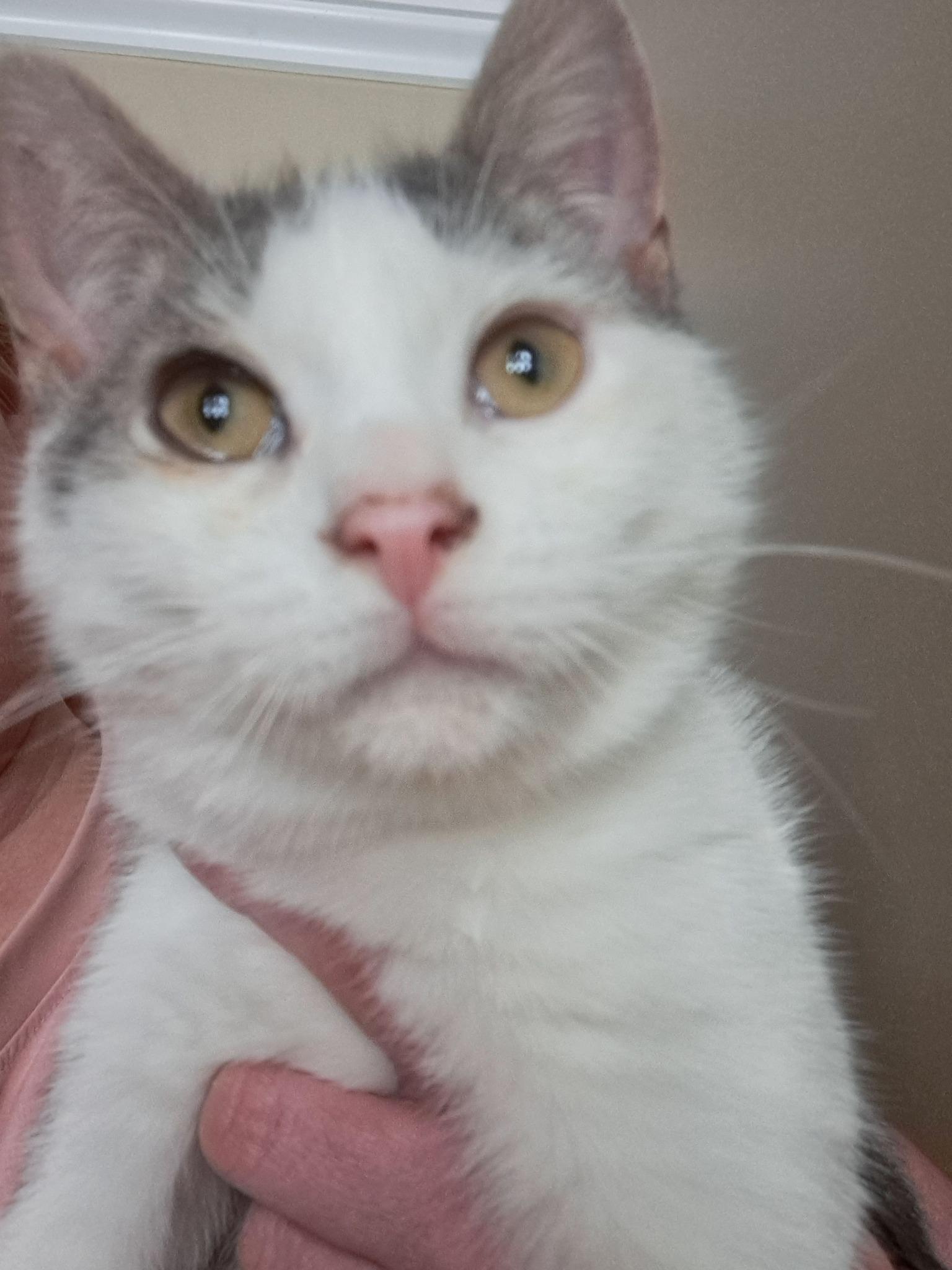 Oswald, an adoptable Domestic Short Hair in Spencerville, ON, K0E 1X0 | Photo Image 5