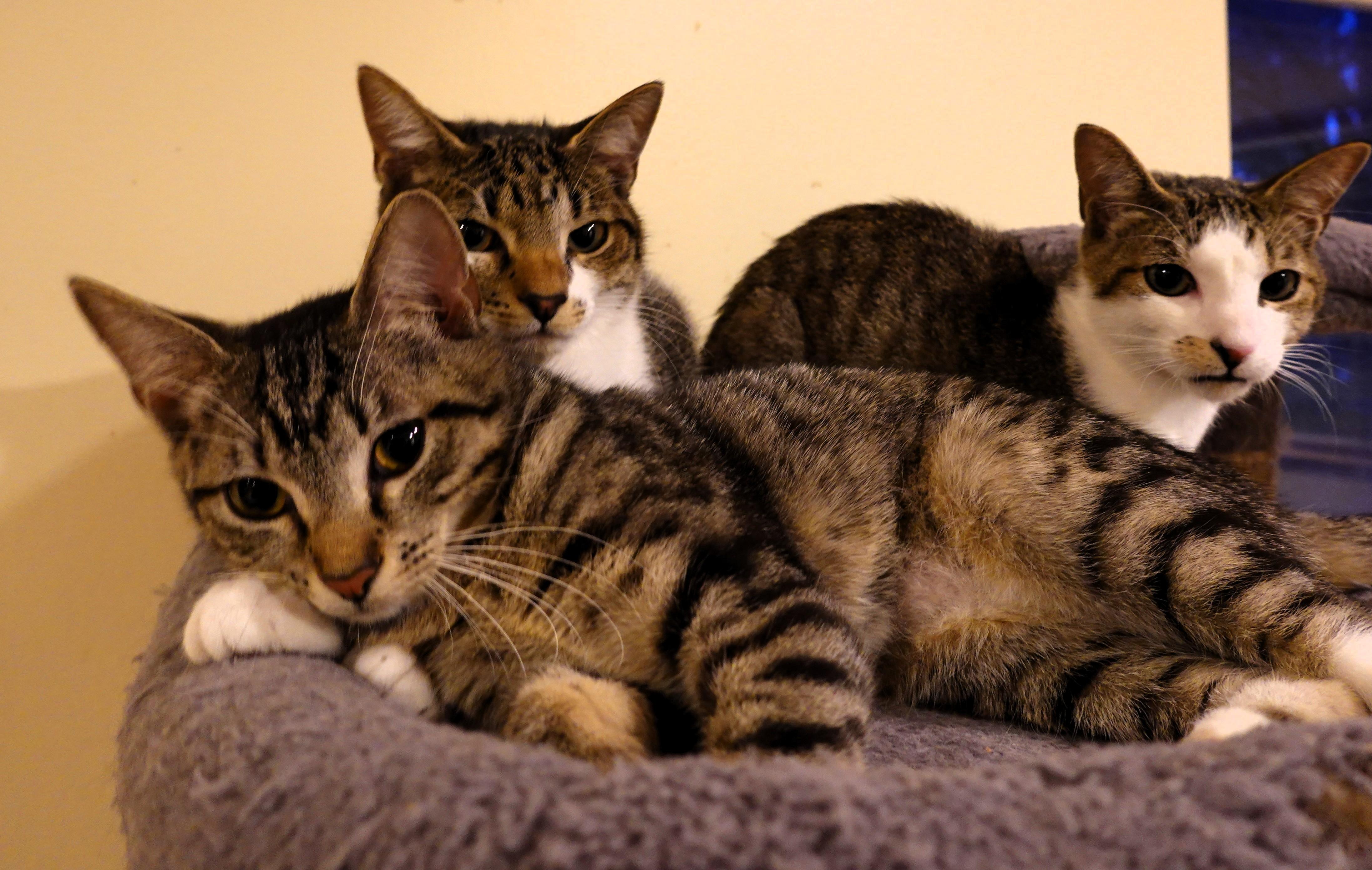 Prancer, Angel, and Cookie, ADOPTABLE, Kitten Female Domestic Short Hair.