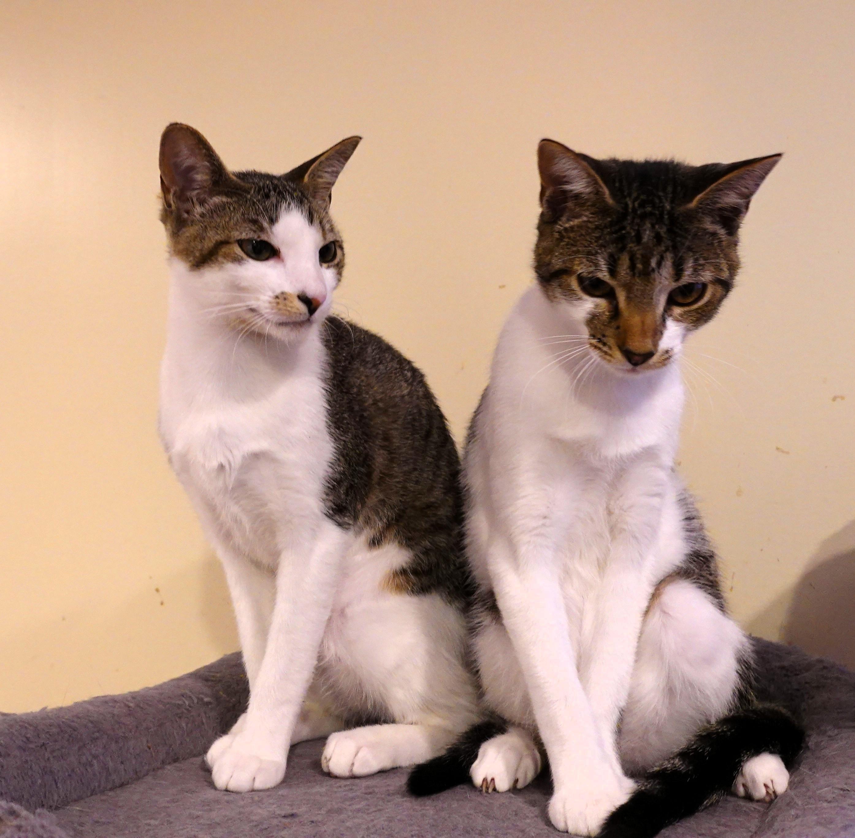 Enlarge Prancer, Angel, and Cookie, a ADOPTABLE Domestic Short Hair in Wayland, MA image 2/6