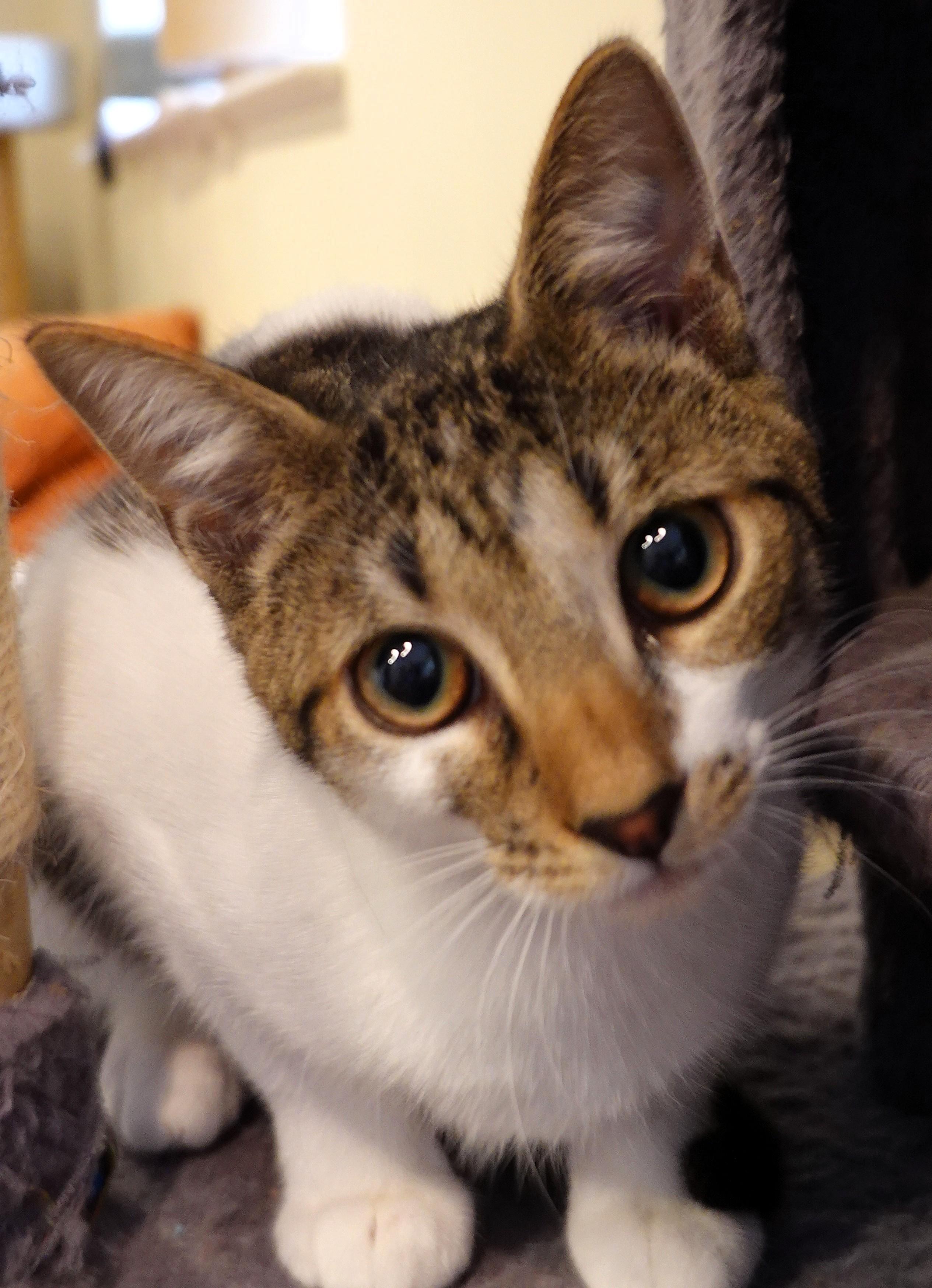 Enlarge Prancer, Angel, and Cookie, a ADOPTABLE Domestic Short Hair in Wayland, MA image 4/6