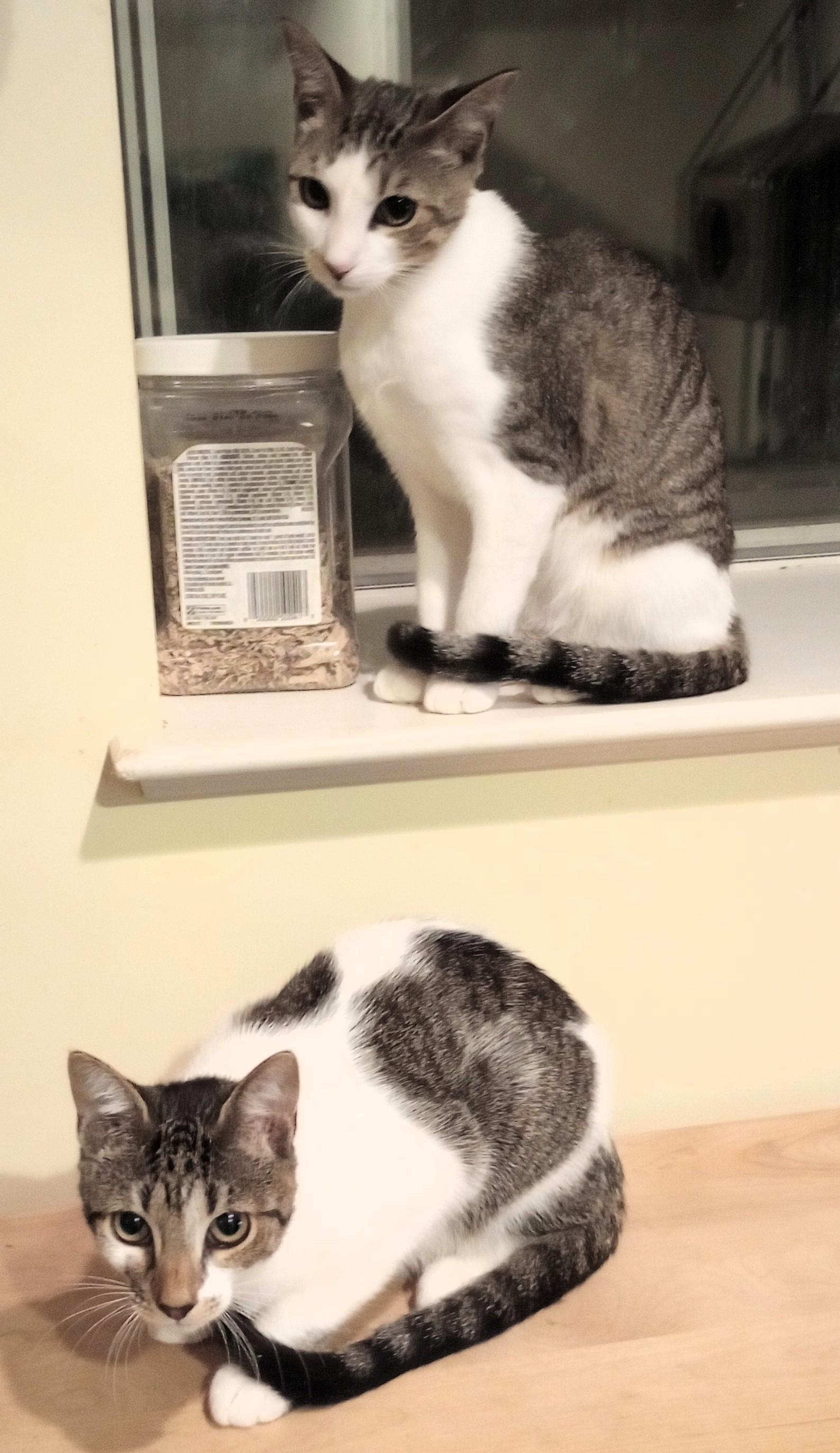 Enlarge Prancer, Angel, and Cookie, a ADOPTABLE Domestic Short Hair in Wayland, MA image 6/6