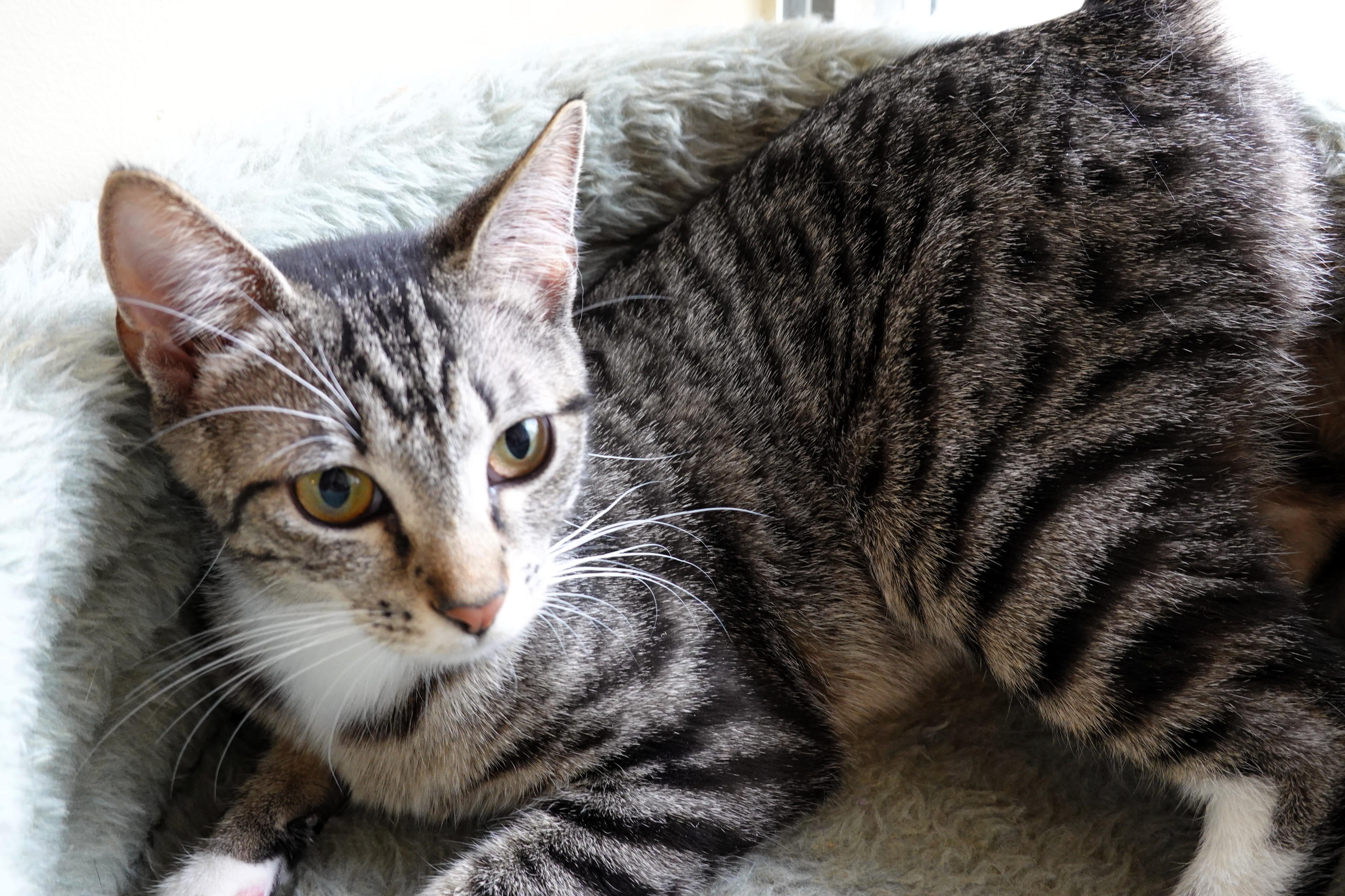 Enlarge Prancer, Angel, and Cookie, a ADOPTABLE Domestic Short Hair in Wayland, MA image 5/6