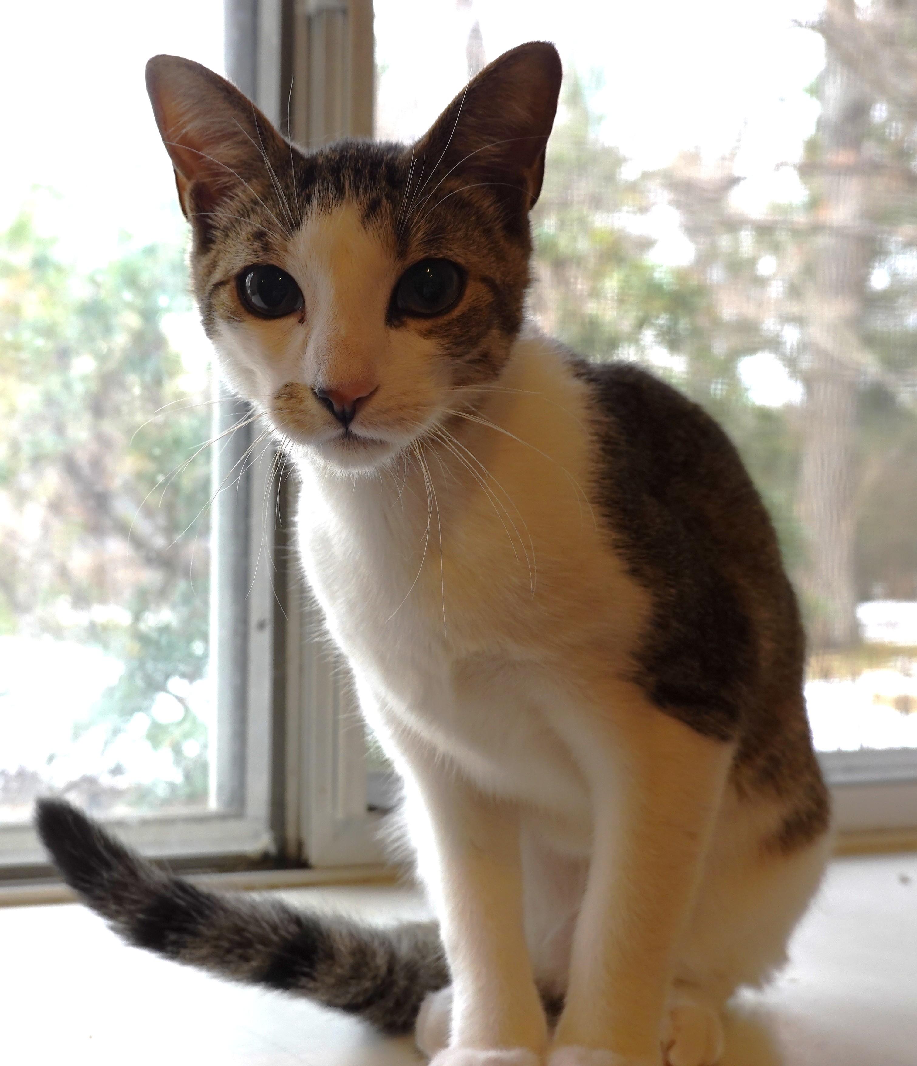 Enlarge Prancer, Angel, and Cookie, a ADOPTABLE Domestic Short Hair in Wayland, MA image 3/6