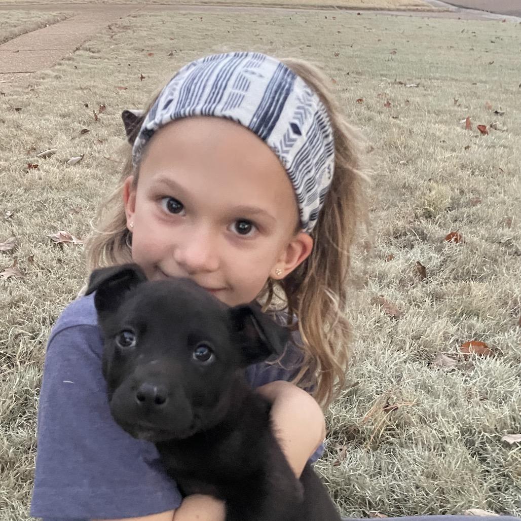 Crinkle, Adoptable, Puppy Male Flat-Coated Retriever & Golden Retriever.