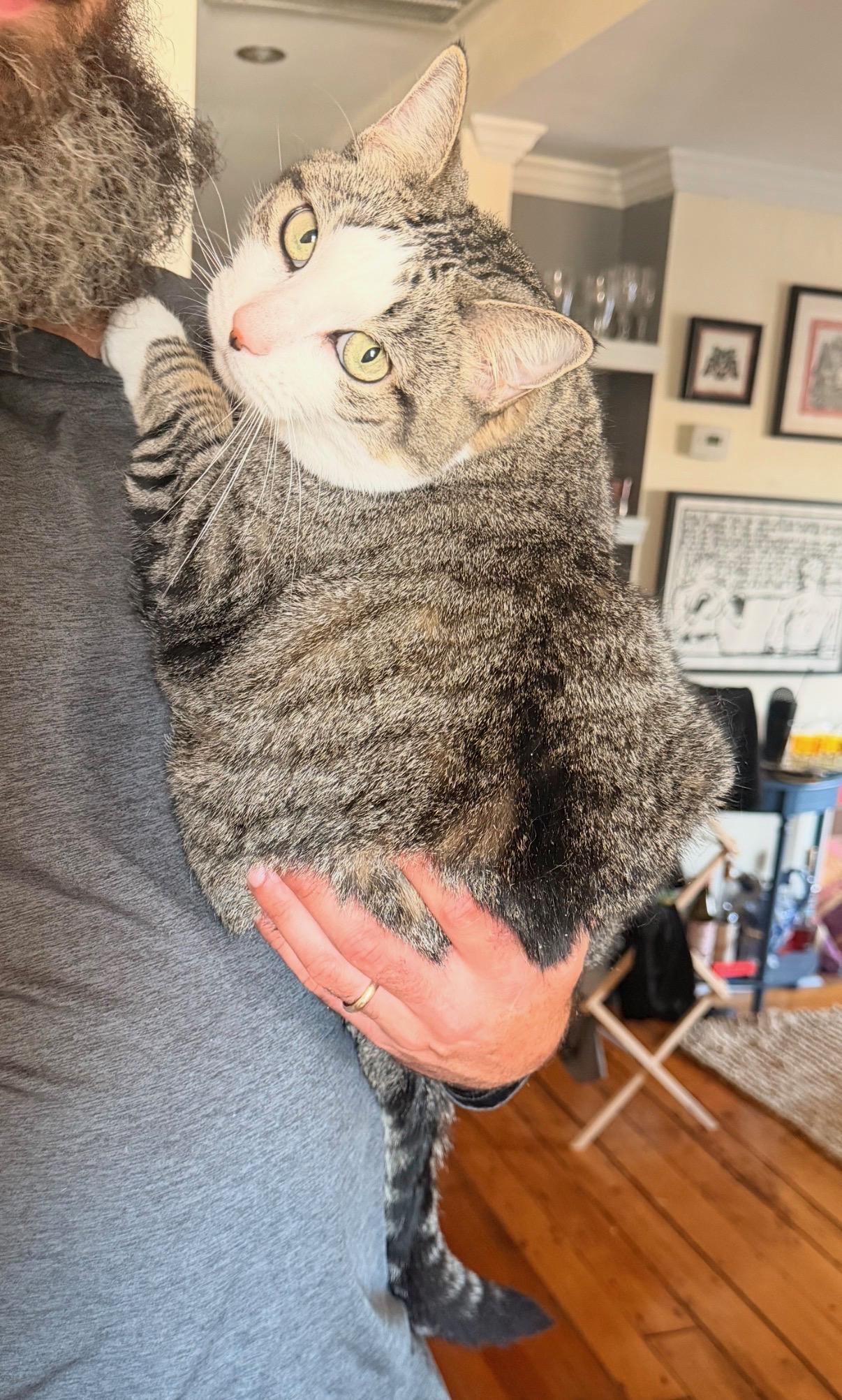 Stevie, Adoptable, Adult Female Domestic Short Hair.