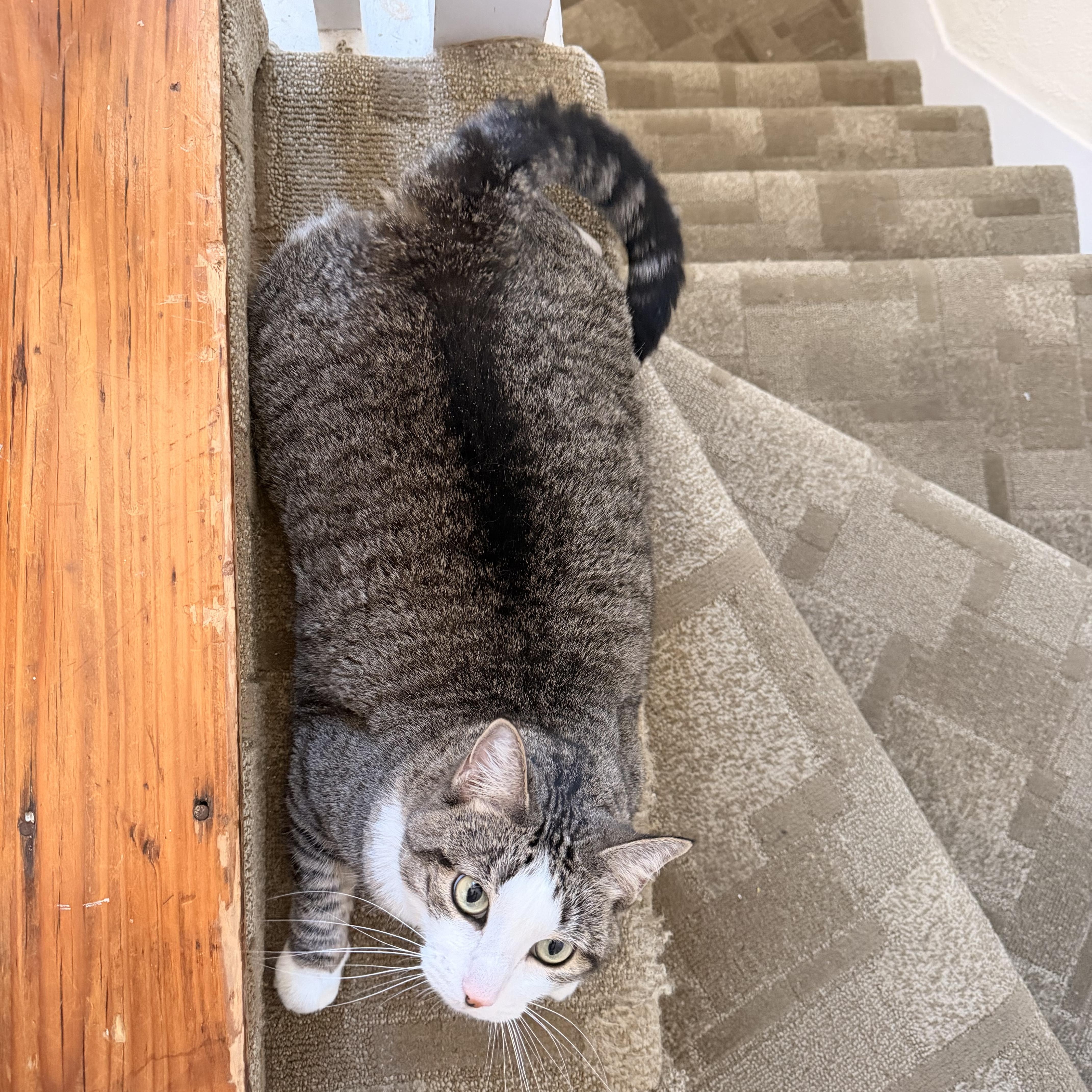 Enlarge Stevie, a Adoptable Domestic Short Hair in Canton, MA image 3/6