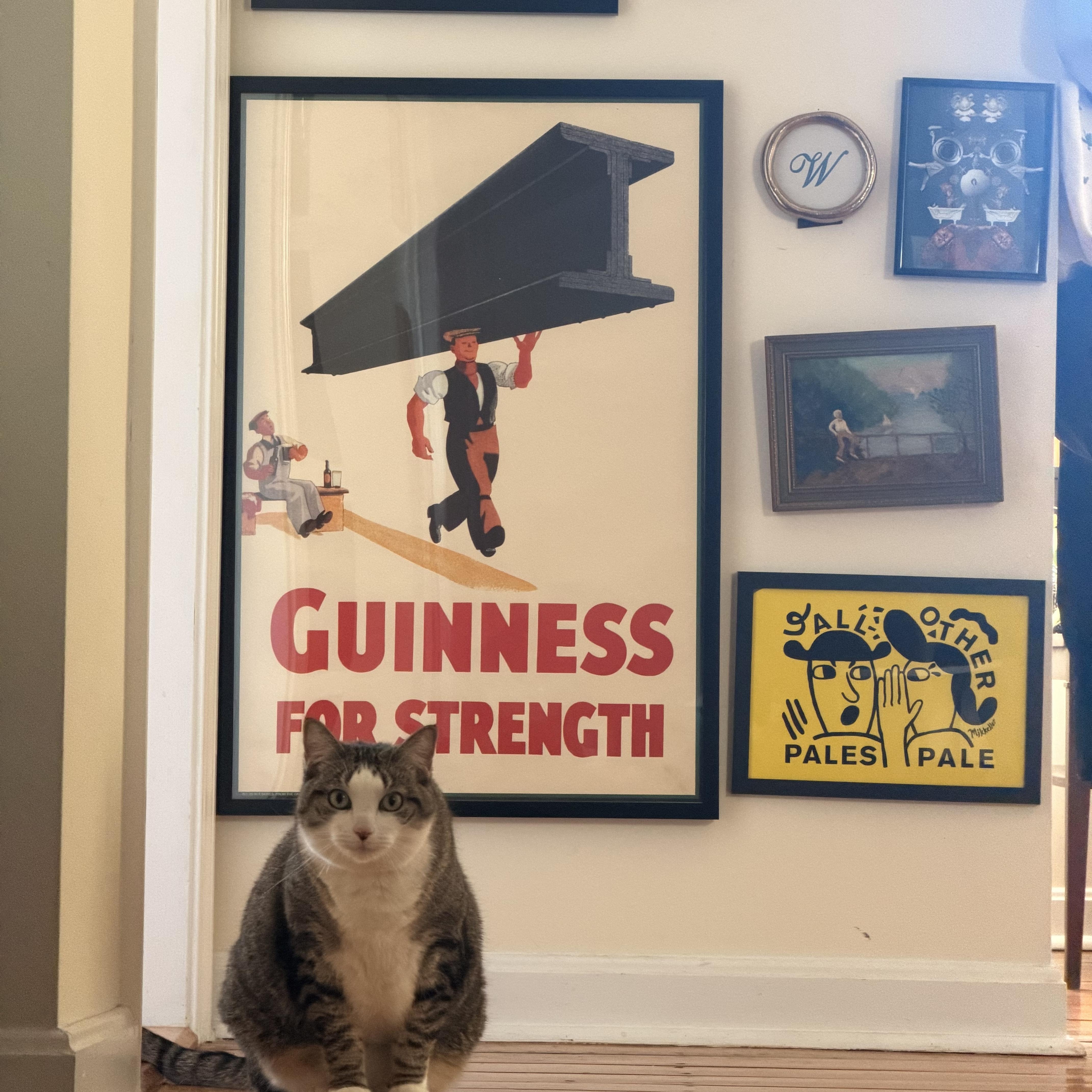 Enlarge Stevie, a Adoptable Domestic Short Hair in Canton, MA image 4/6