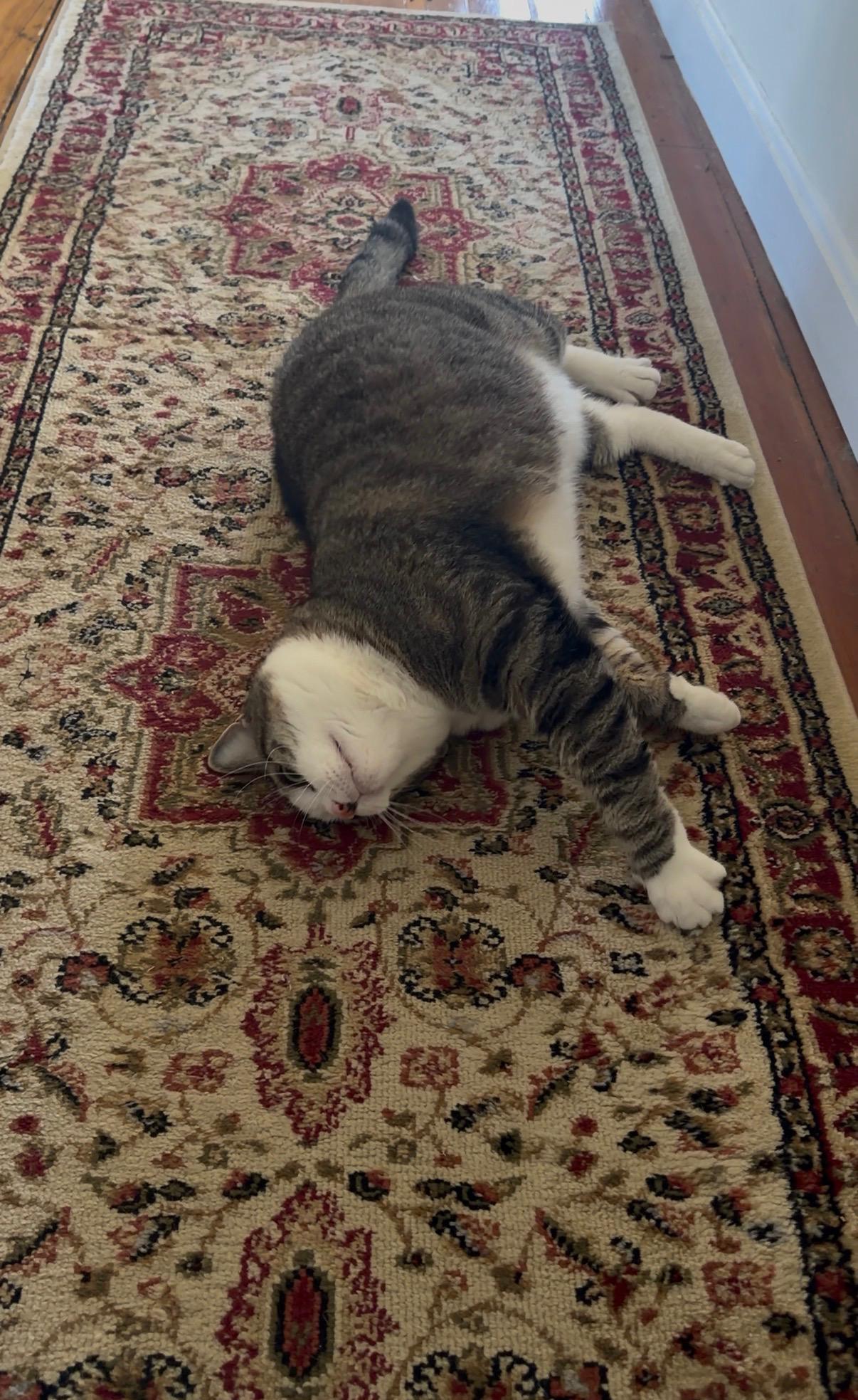 Enlarge Stevie, a Adoptable Domestic Short Hair in Canton, MA image 2/6