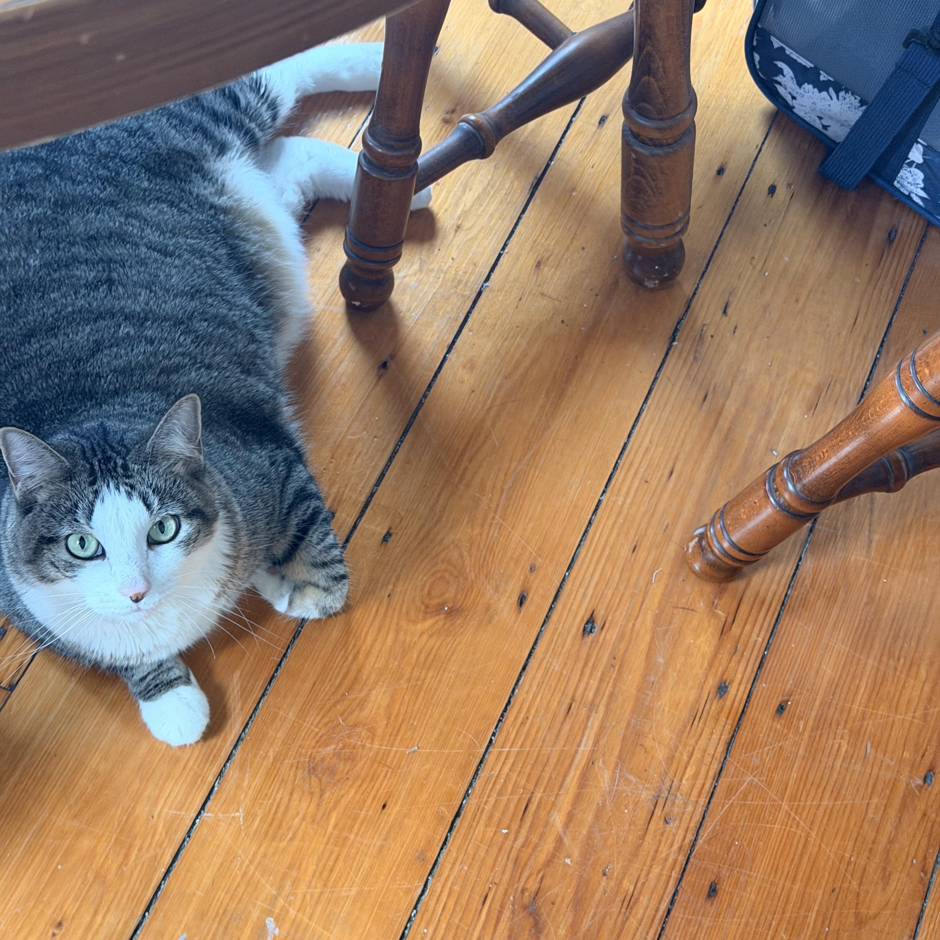 Enlarge Stevie, a Adoptable Domestic Short Hair in Canton, MA image 5/6