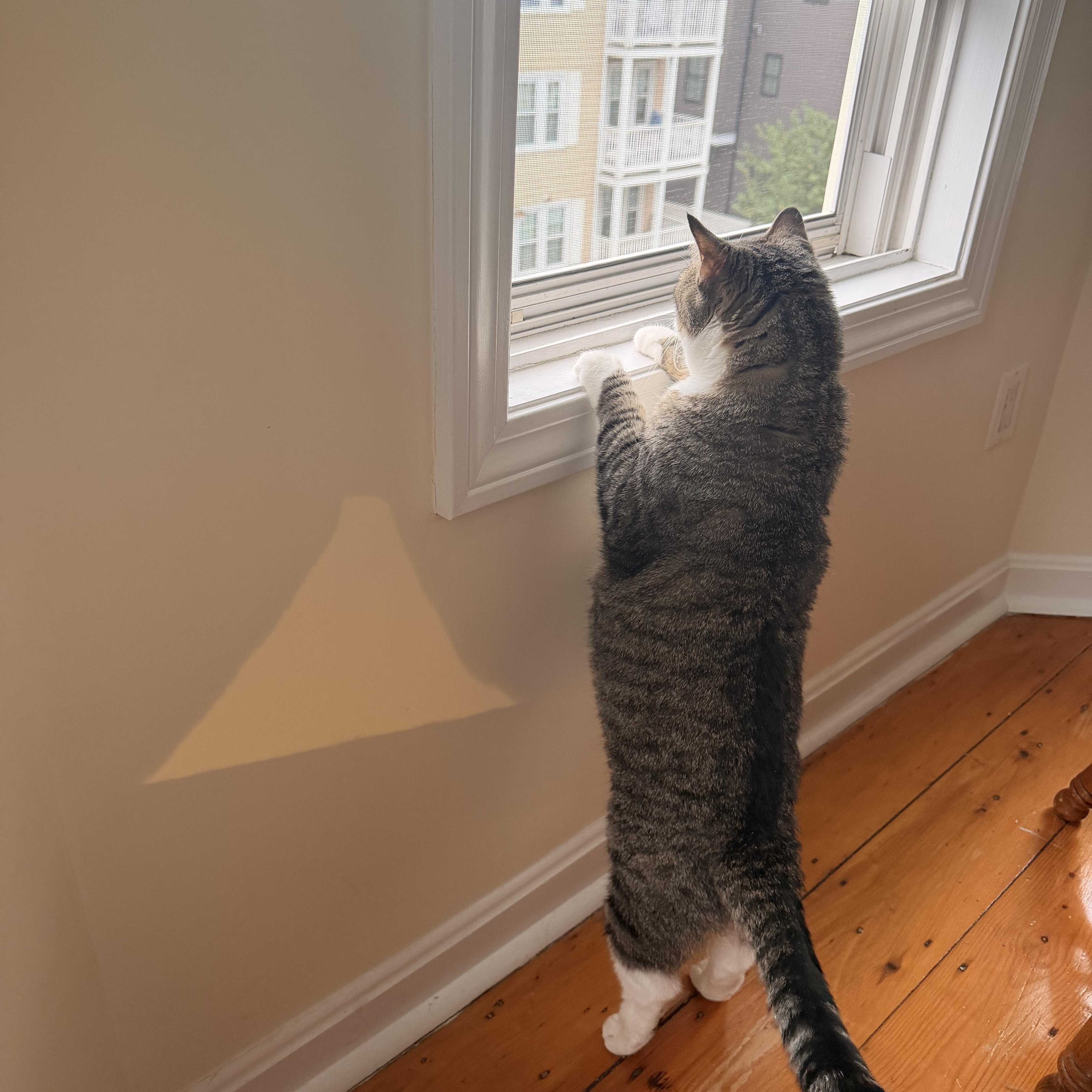Enlarge Stevie, a Adoptable Domestic Short Hair in Canton, MA image 6/6