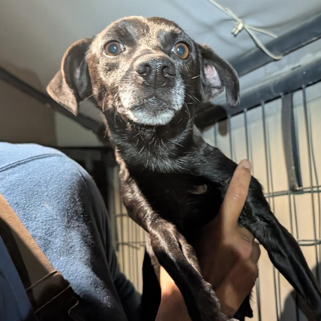 Uno, Adoptable, Adult Female Mixed Breed.